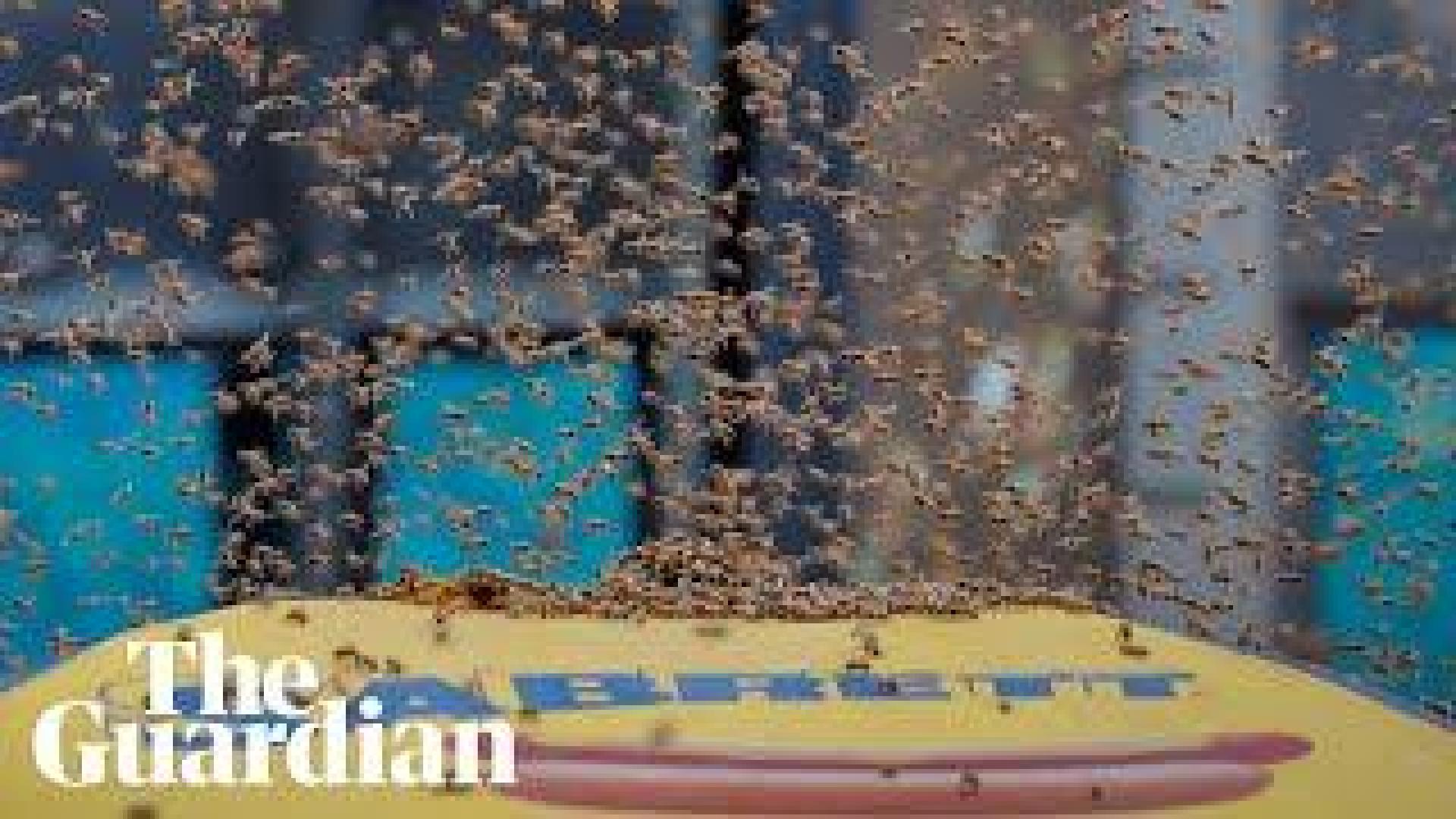 MIles de abejas atacan un puesto de comida rápida en Nueva York