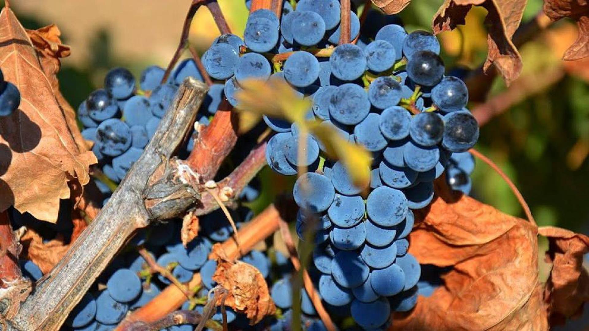 VIÑEDOS CAPACES DE CAPTURAR CARBONO Y DE PRODUCIR SUS PROPIOS FERTILIZANTES