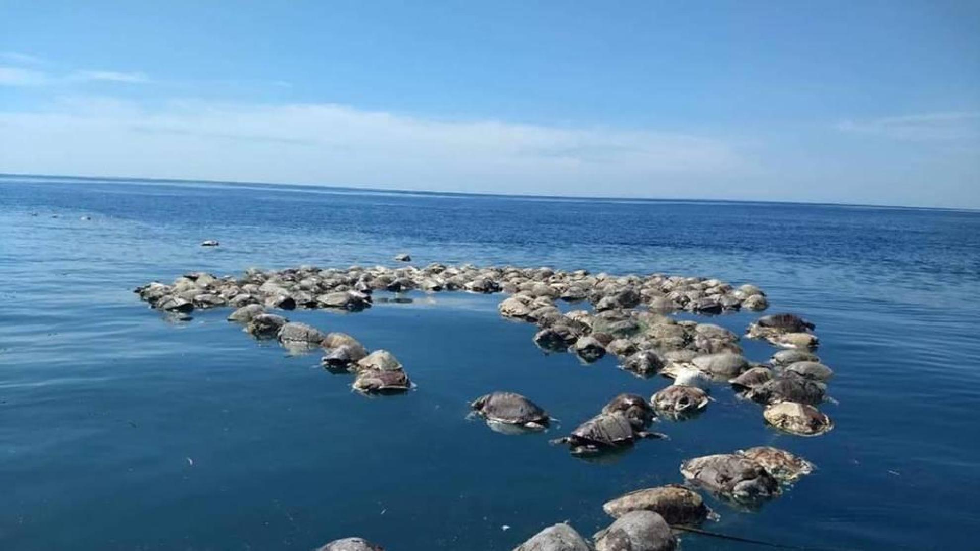 Hallan muertas a 300 tortugas marinas en peligro de extinción en México