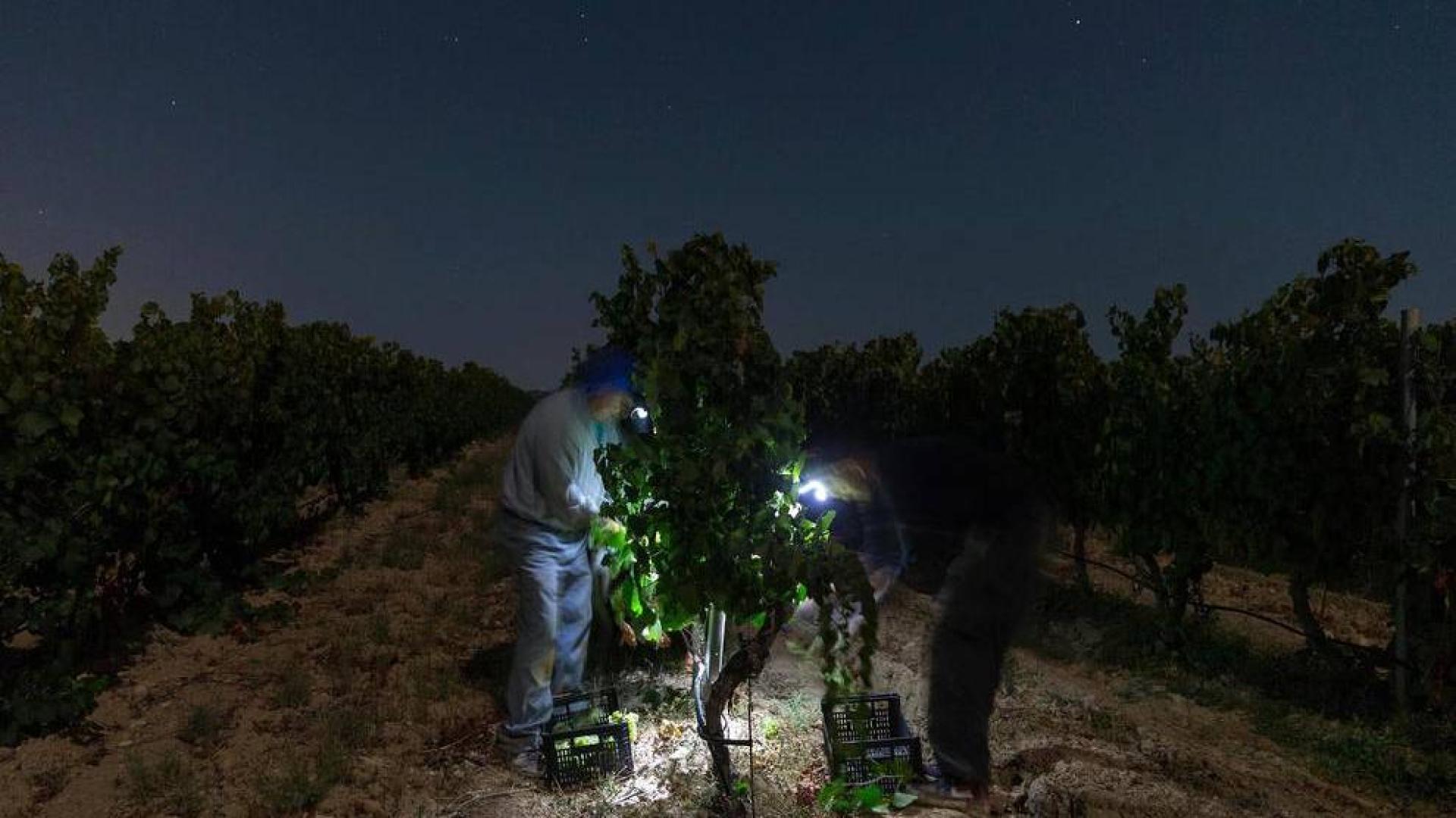 Más de 30 trabajadores han recogido en 3 noches 36.000 kilos de uva blanca Chardonay en Cadreita.