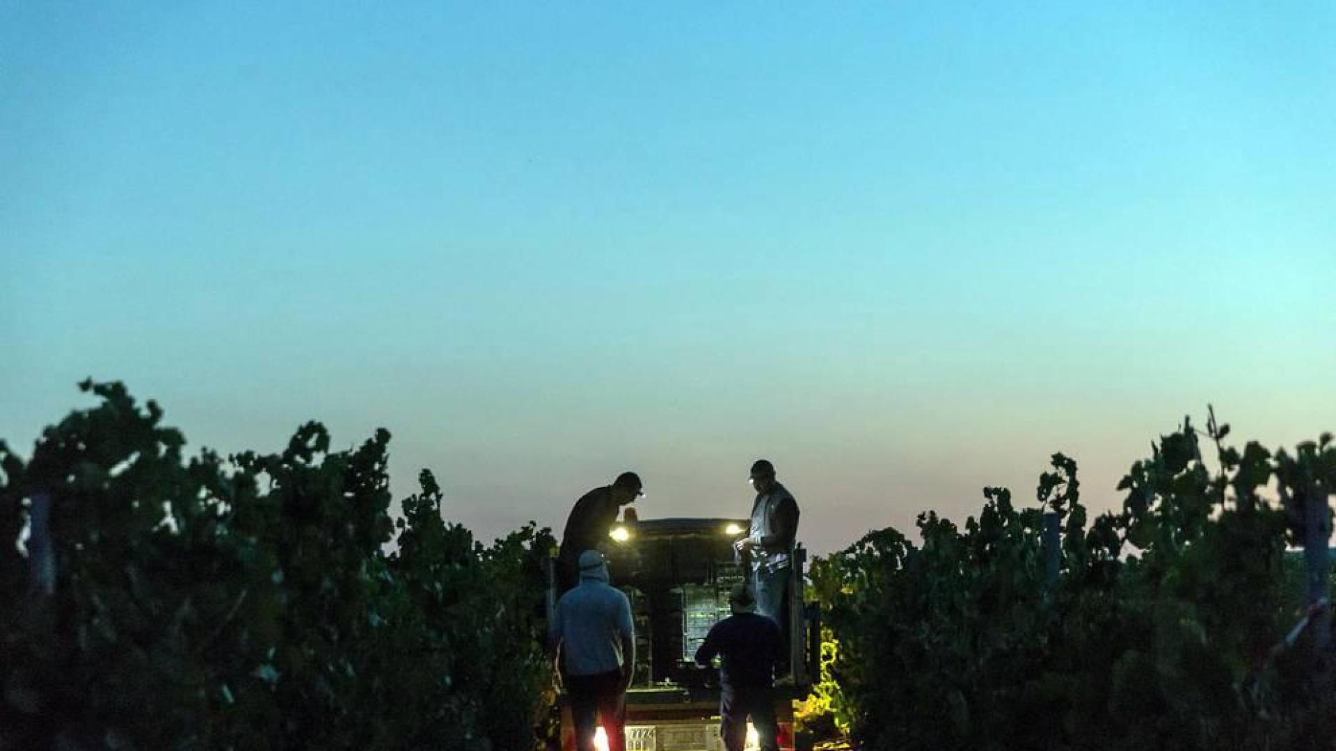 Más de 30 trabajadores han recogido en 3 noches 36.000 kilos de uva blanca Chardonay en Cadreita.