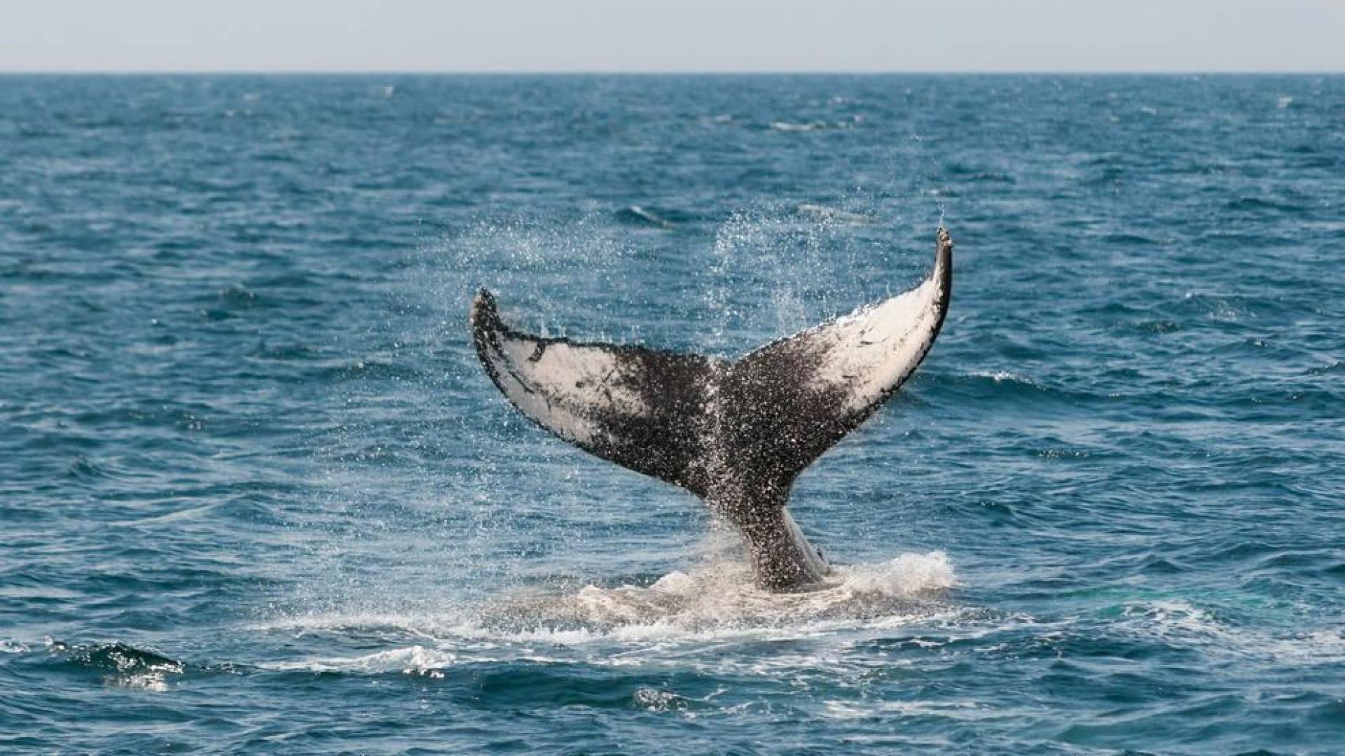 El avistamiento de ballenas en la costa vasca, una experiencia para recordar