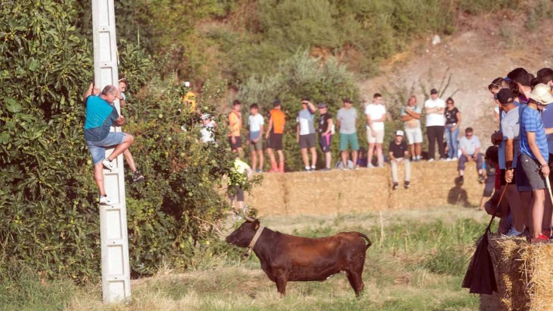 A pocos días de que empiecen sus fiestas patronales, los cirboneros han disfrutado este domingo, 2 de septiembre, de la 'traída' de vacas