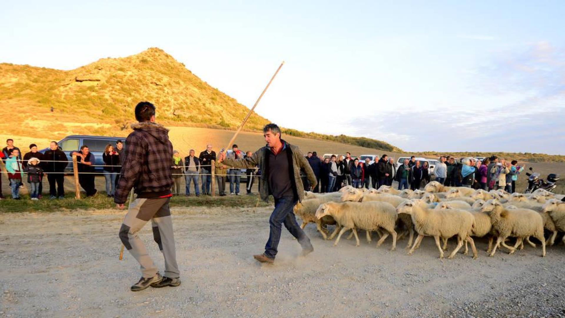 Carcastillo prepara la entrada de los primeros rebaños a Bardenas