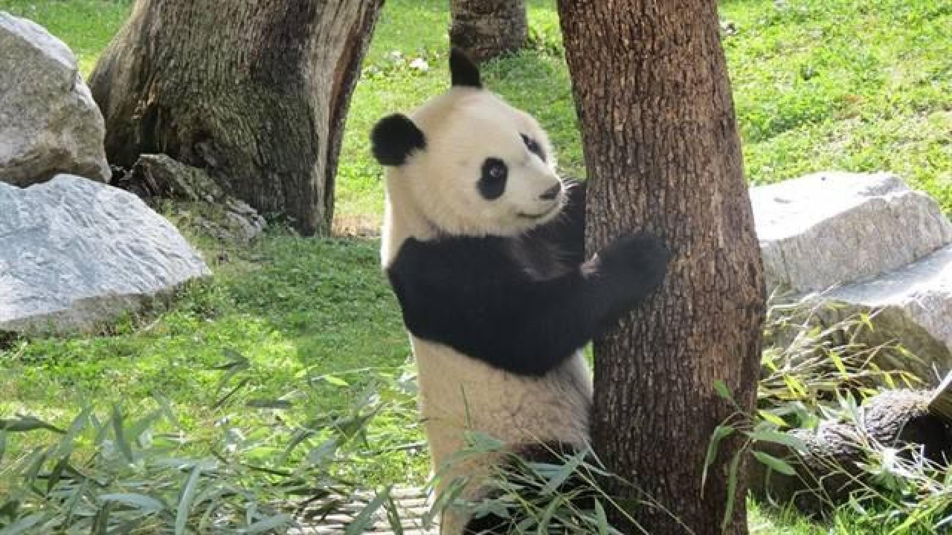 Chulina, la osa panda del Zoo de Madrid, cumple dos años
