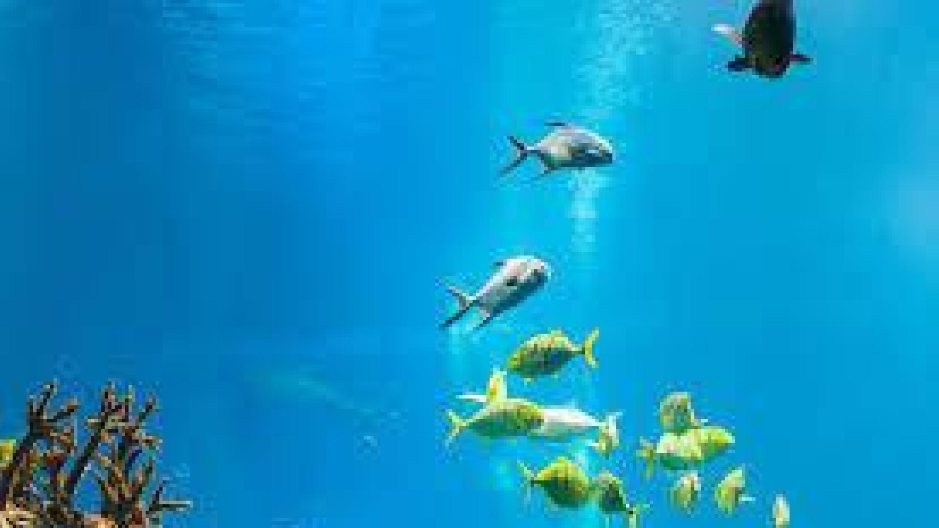 El calentamiento del mar está modificando el genoma de los peces