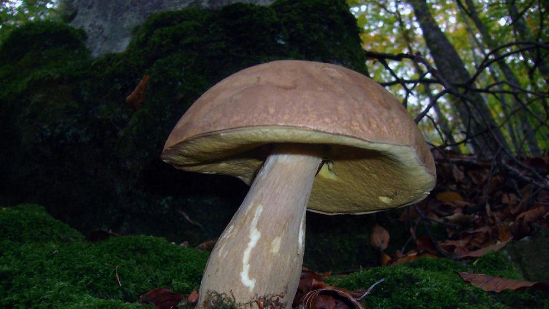 Una aplicaci&oacute;n para m&oacute;viles permite identificar hongos