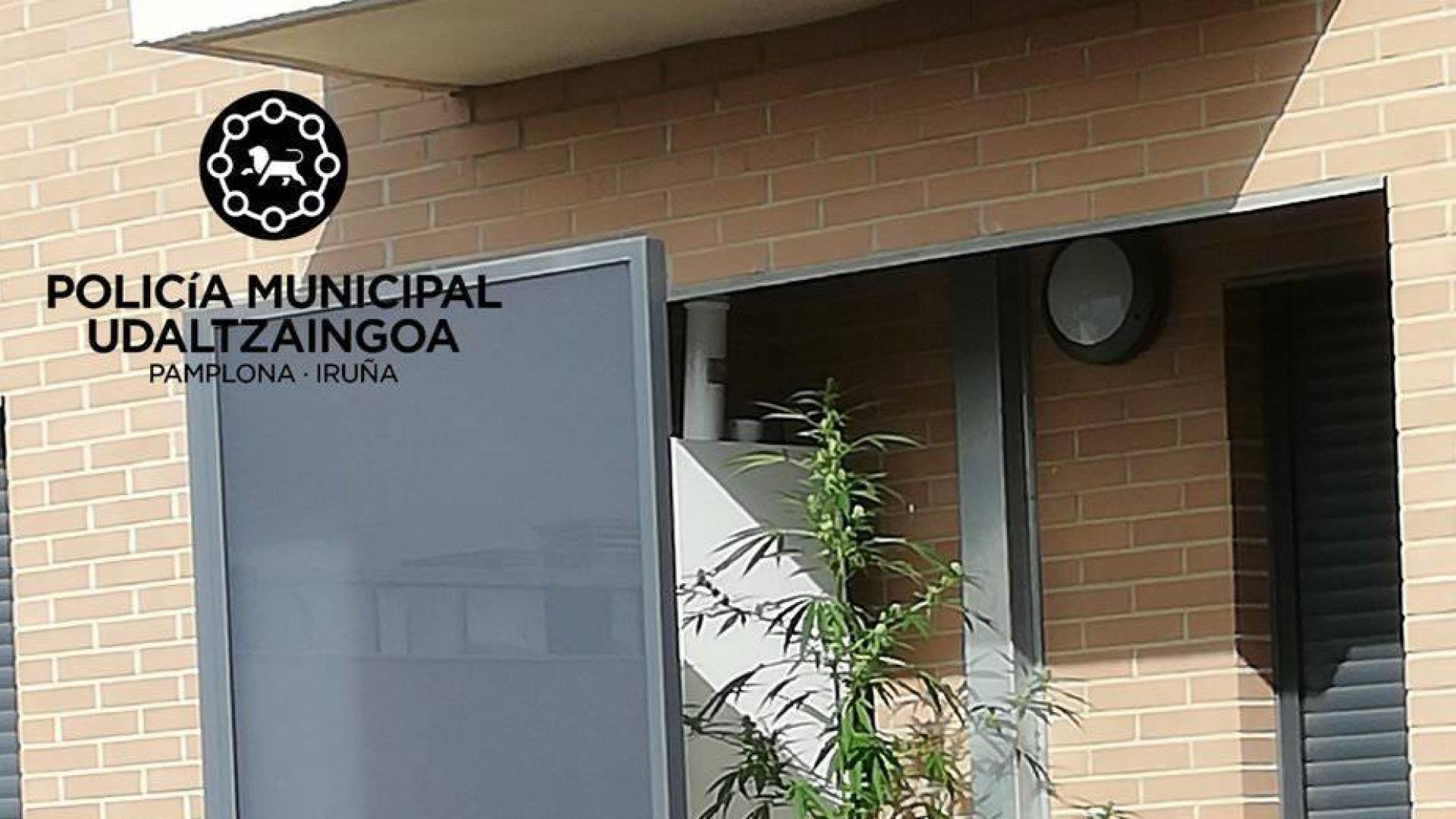 Agentes de Policía Municipal requisan dos plantas de marihuana en balcones