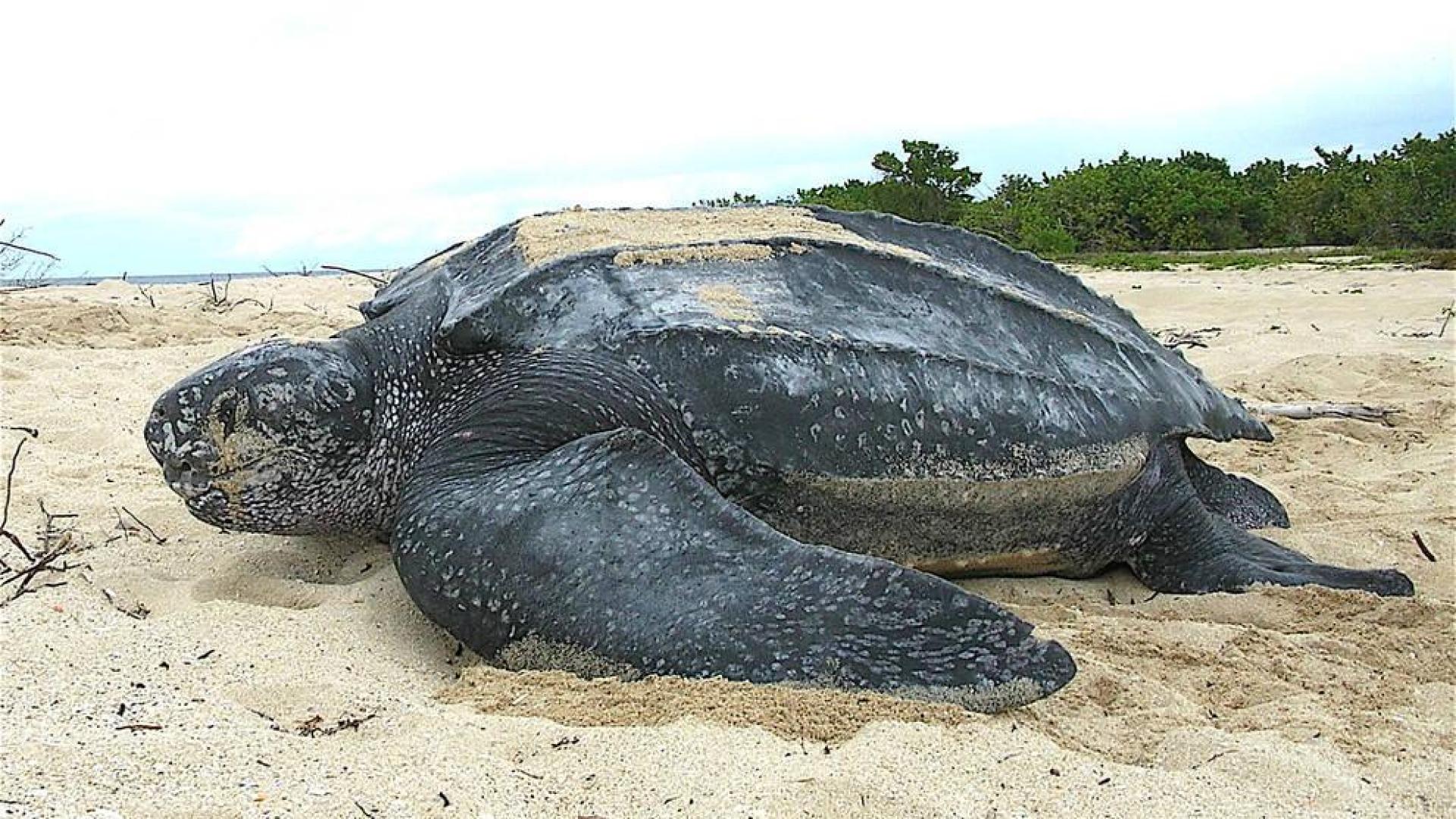 Aparece muerta una tortuga gigante en una playa de Barcelona