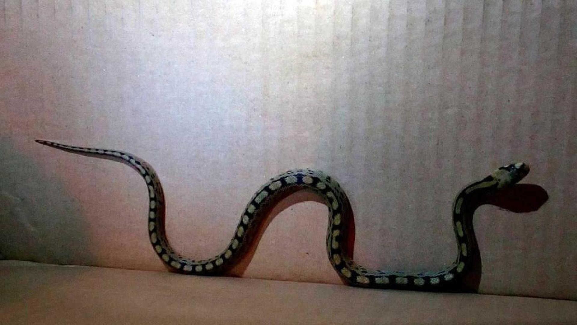 Capturan una culebra en el cuarto de estar de una vivienda en Caparroso