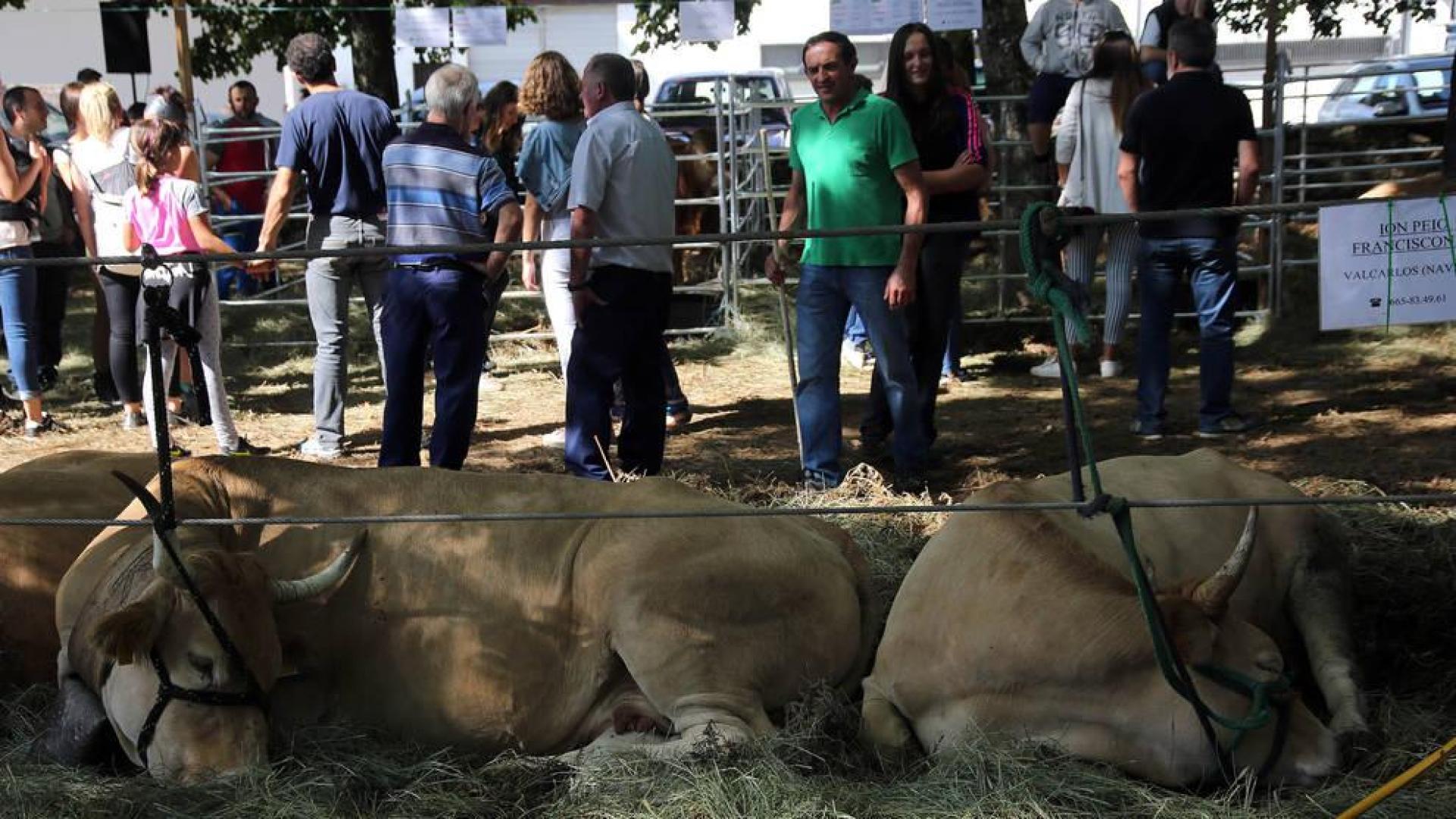 Elizondo prepara el concurso nacional de vacuno pirenaico