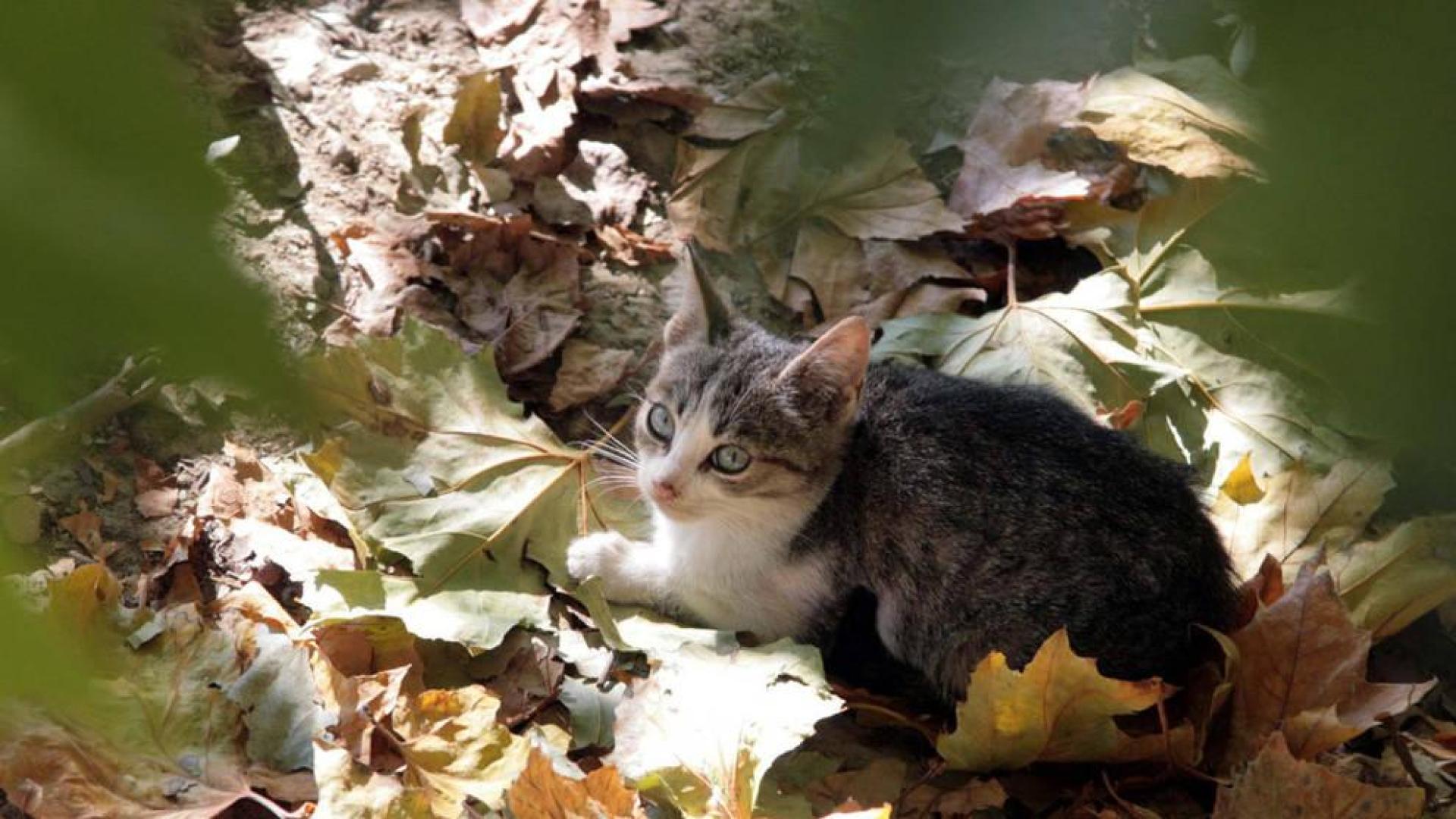 El Ayuntamiento de Pamplona se desmarca de un plan para controlar la población de gatos