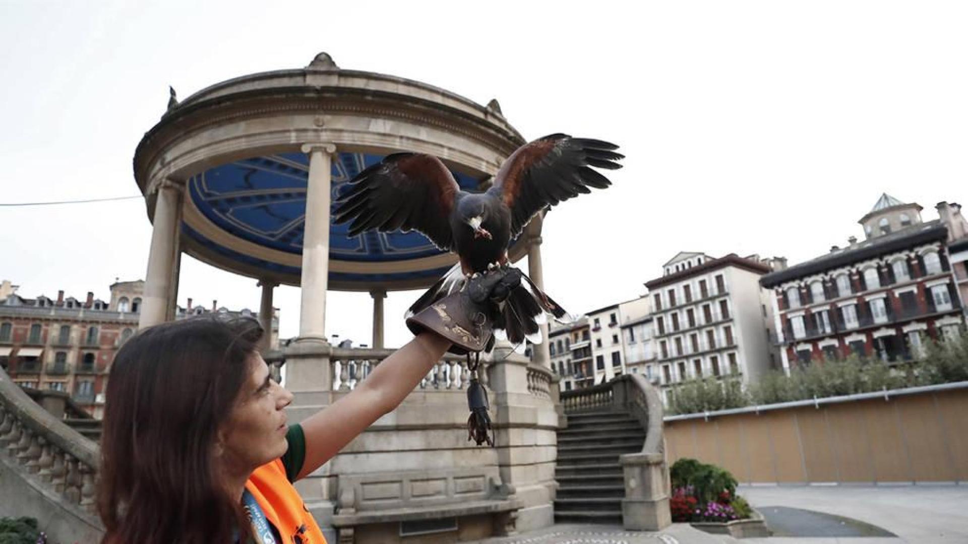 Pamplona suelta en la plaza del Castillo águilas y halcones para espantar a las palomas
