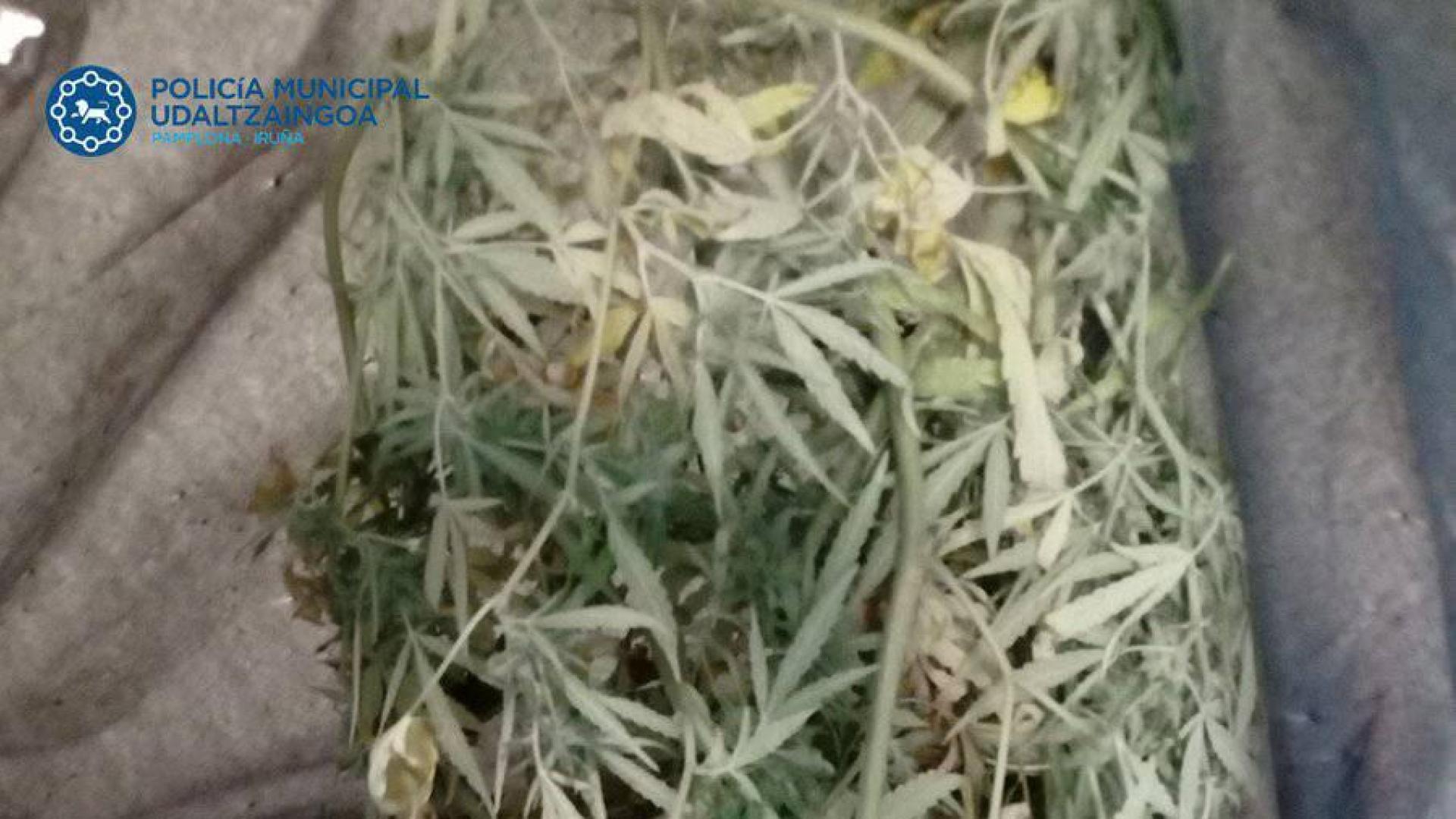 Incautan en Pamplona una planta de marihuana en una terraza