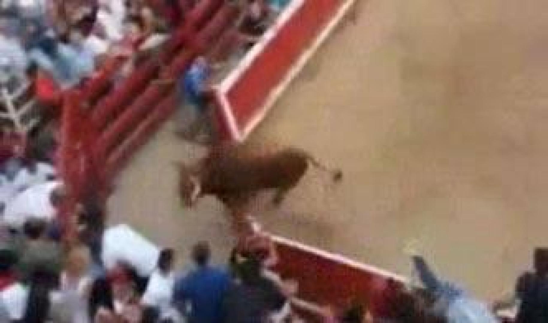 Un toro salta la valla y escapa de la plaza de Villafranca