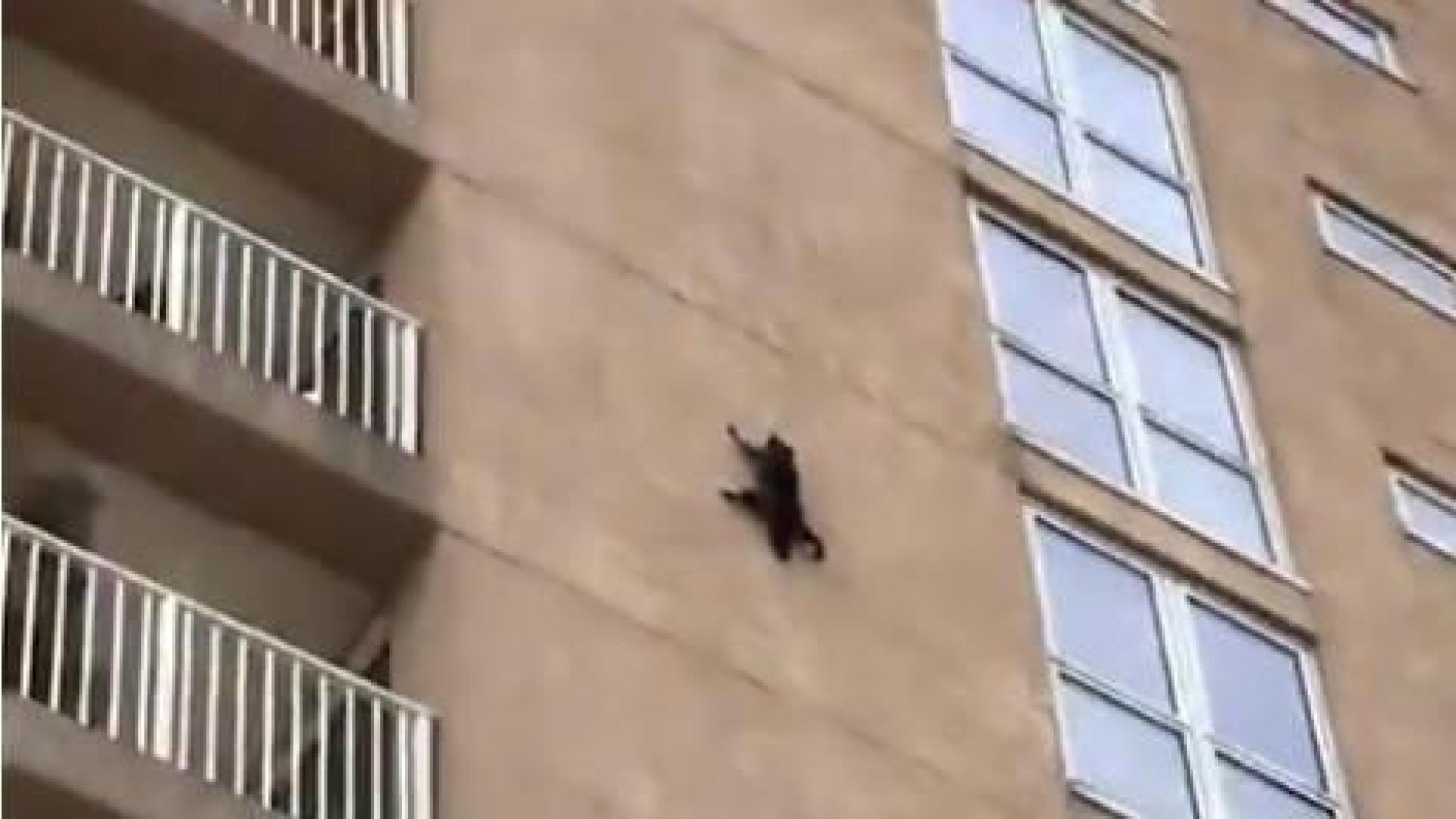 Los mapaches, como los gatos