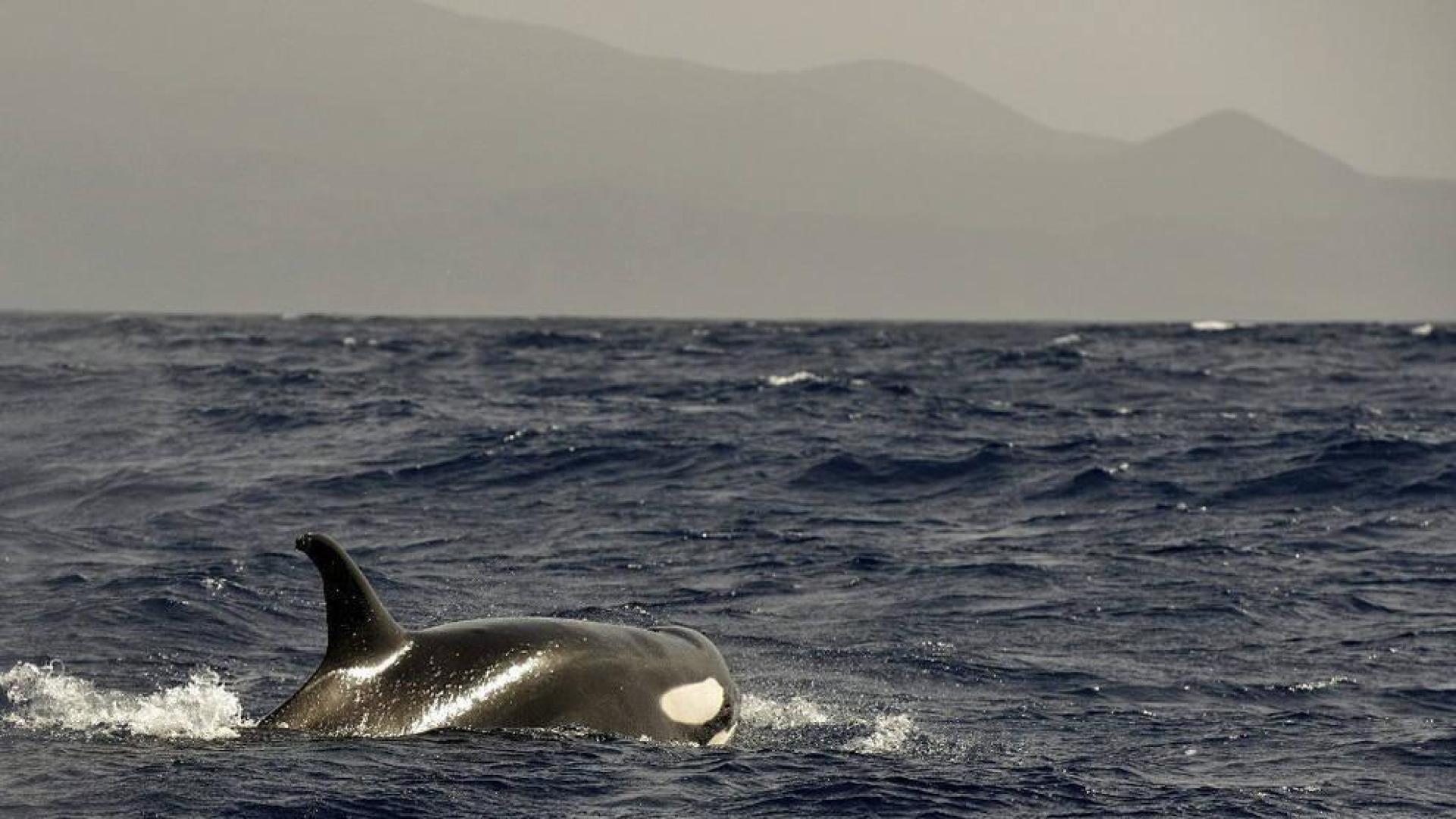 Avistan un grupo de 5 orcas a dos millas de la isla de El Hierro