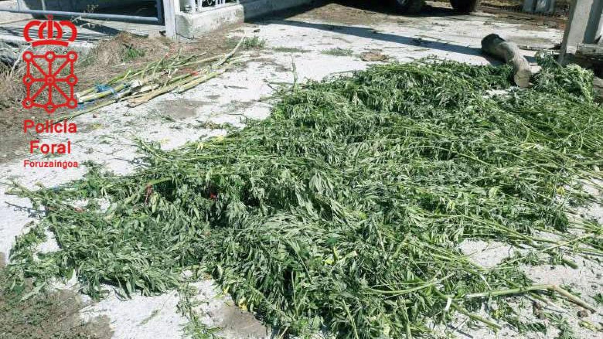 Descubren una plantación de marihuana en Leitza al seguir a varias vacas que invadían una calzada
