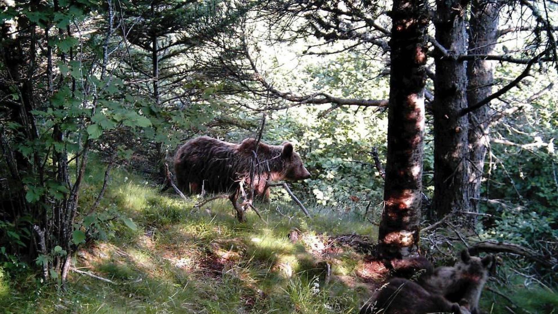 Francia valora soltar dos osas en la zona del Pirineo próxima a Navarra