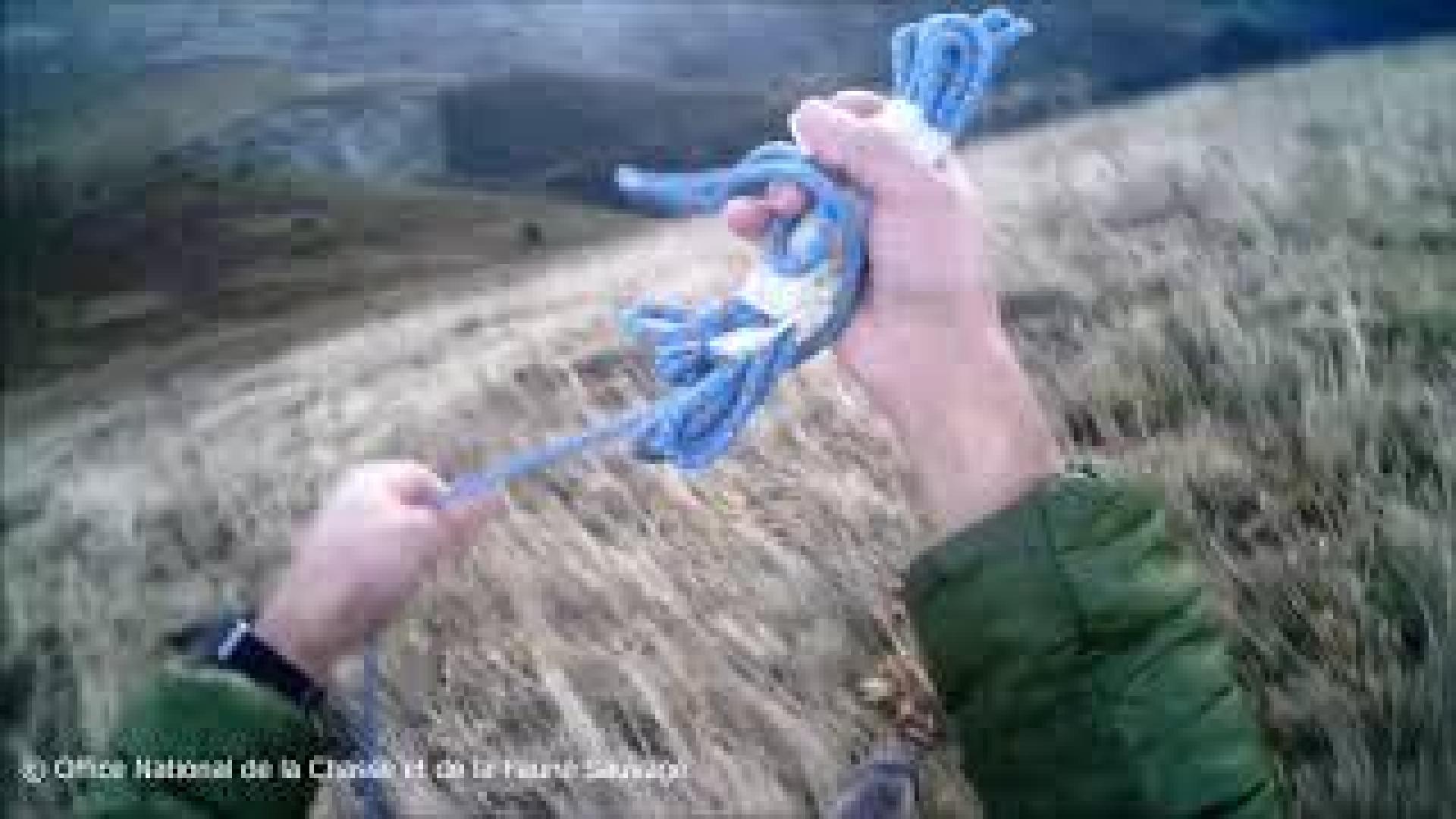 Suelta de la osa 'Claverina' en una cima del Béarn francés