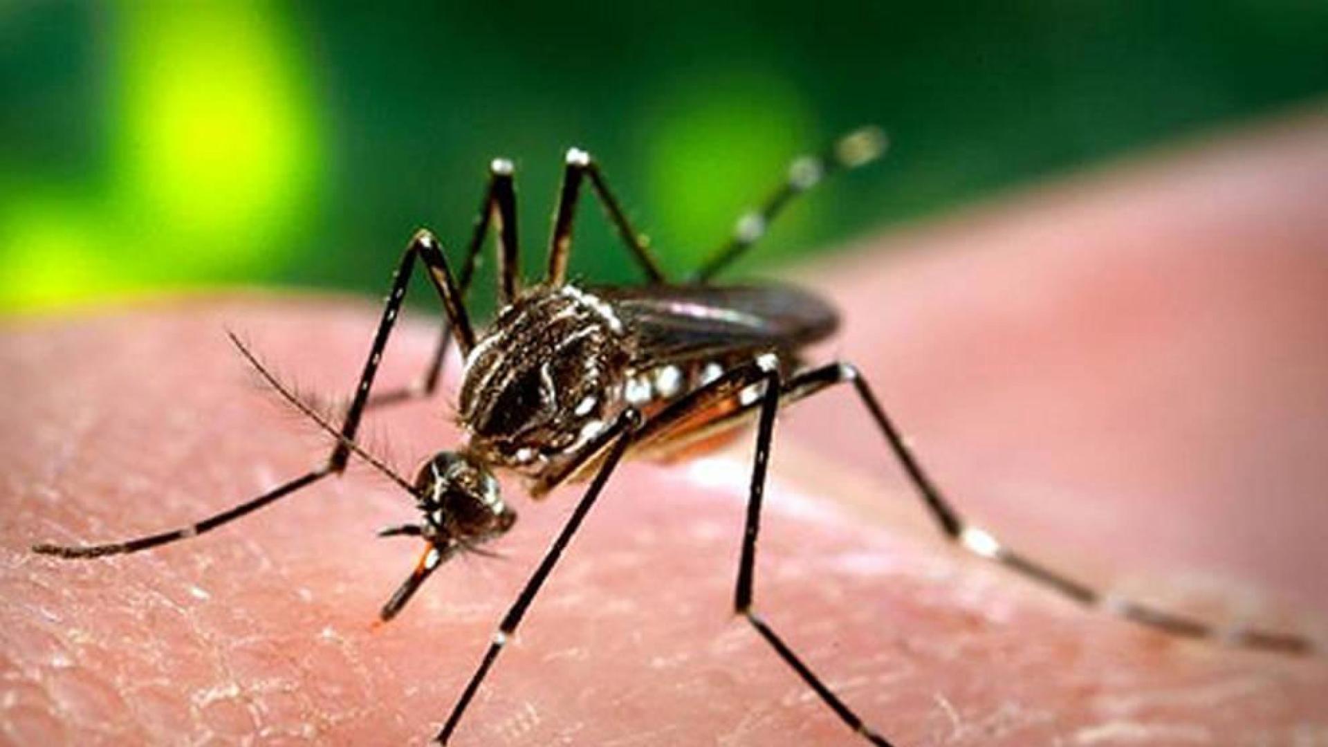 La primera vacuna genera luz en el túnel del dengue