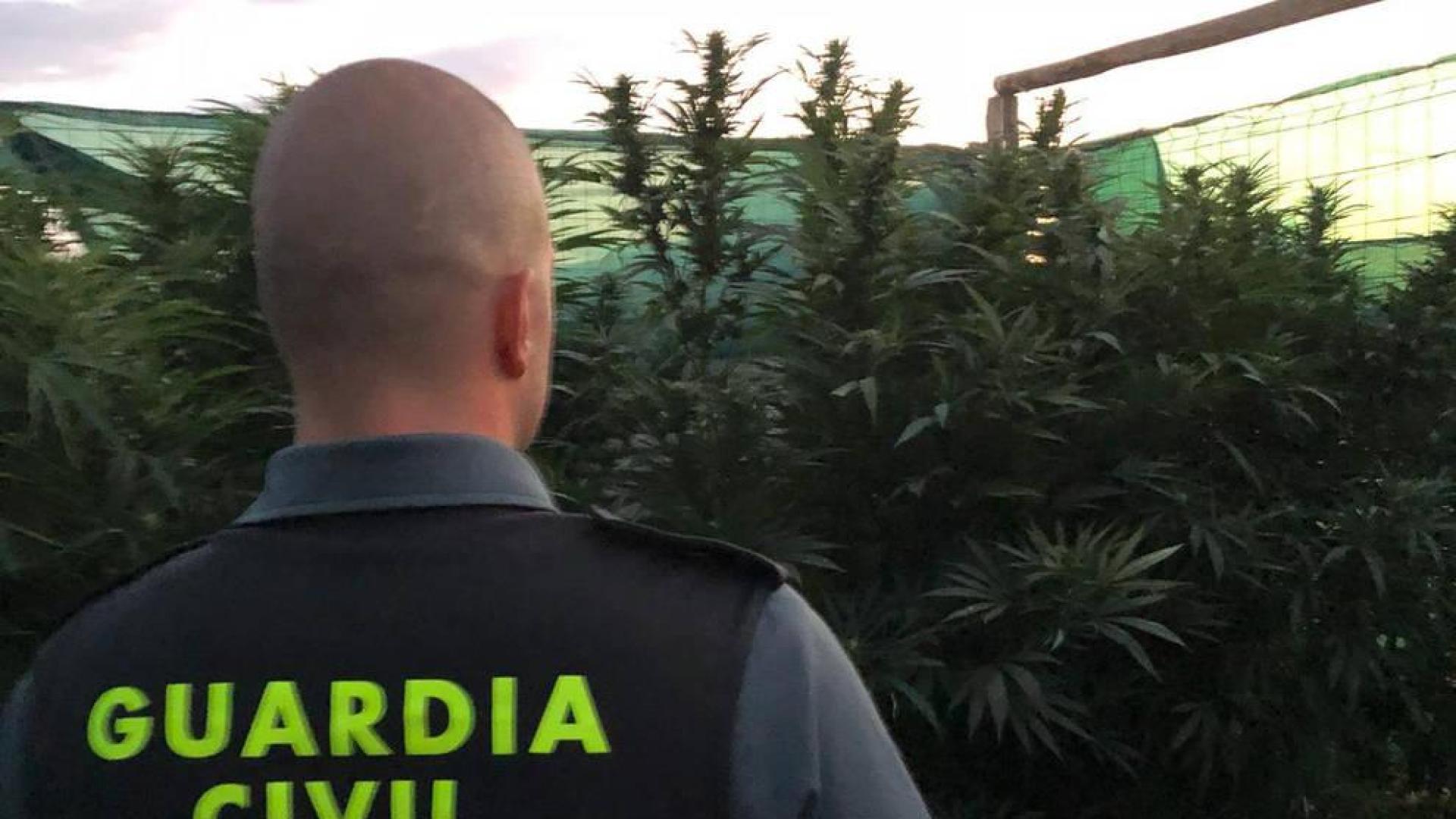 Detenido por cultivar marihuana para su venta en un terreno de Mendavia