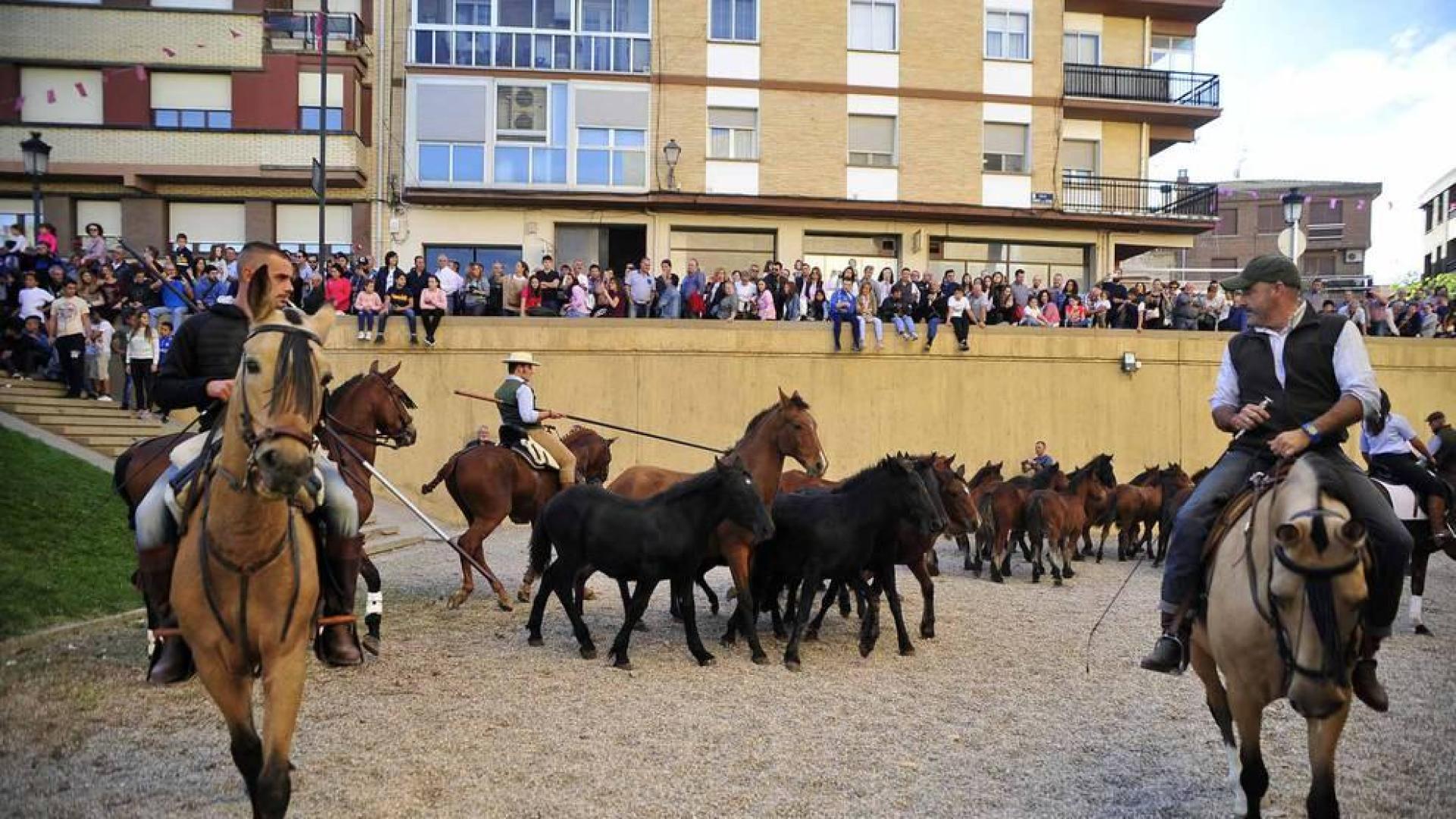 Fotos de la feria del caballo de Marcilla