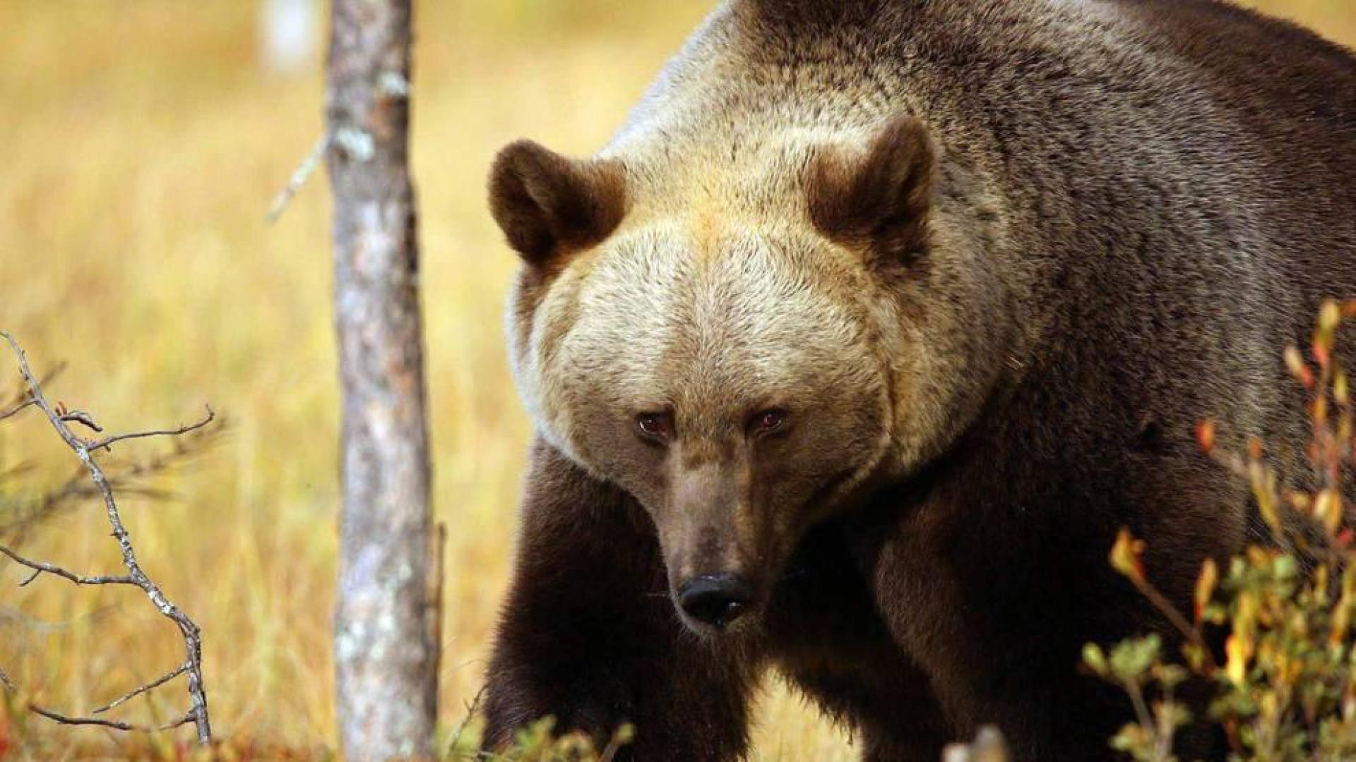 Tras las huellas del oso y el lobo, a 4.279 km de Navarra