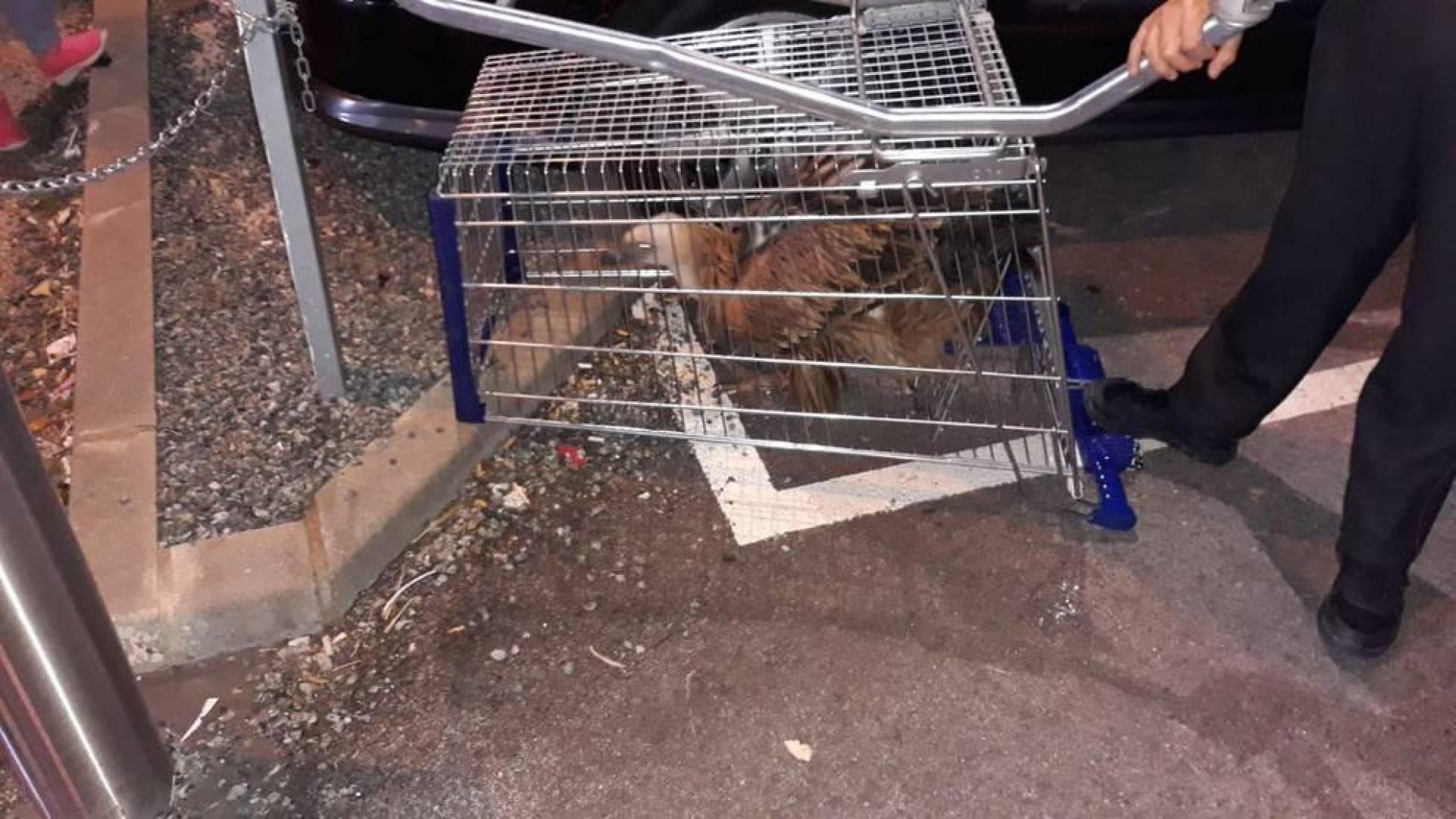 Capturan un buitre en el centro comercial Itaroa