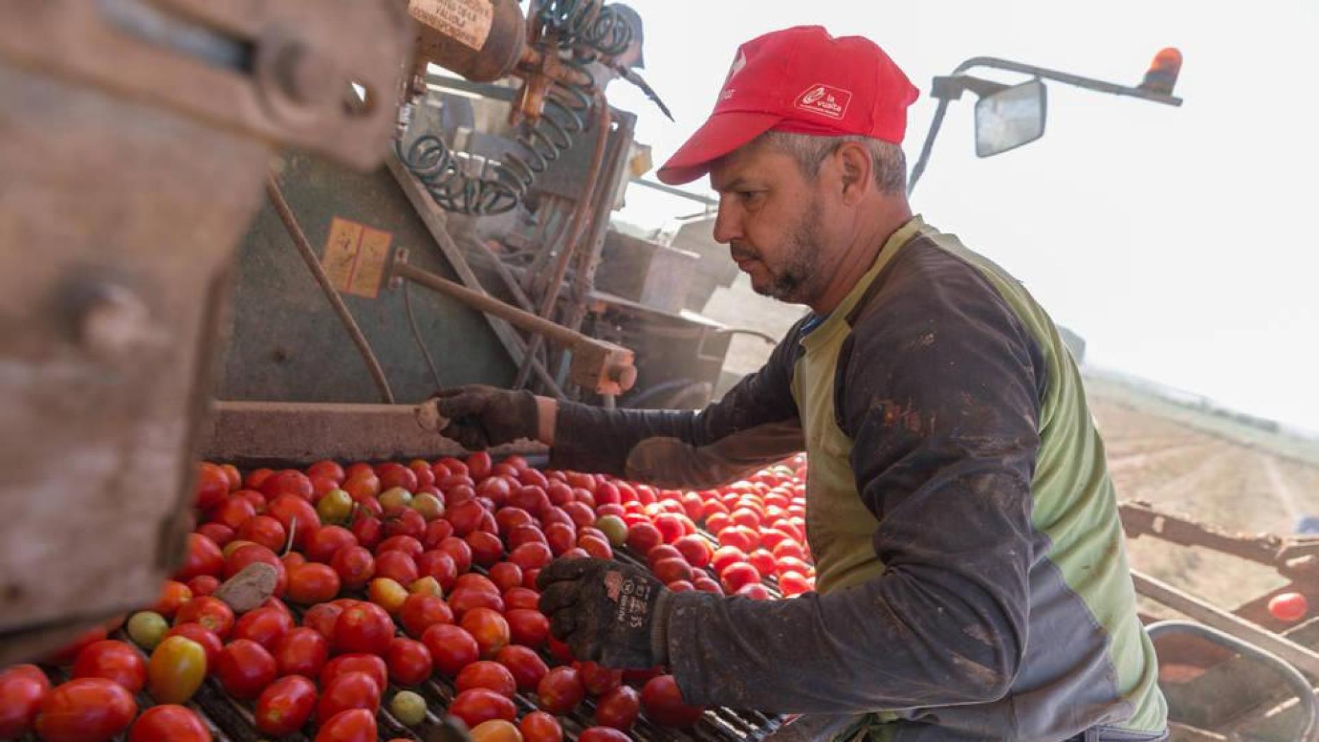 ¿Cuánto tomate comen los navarros?