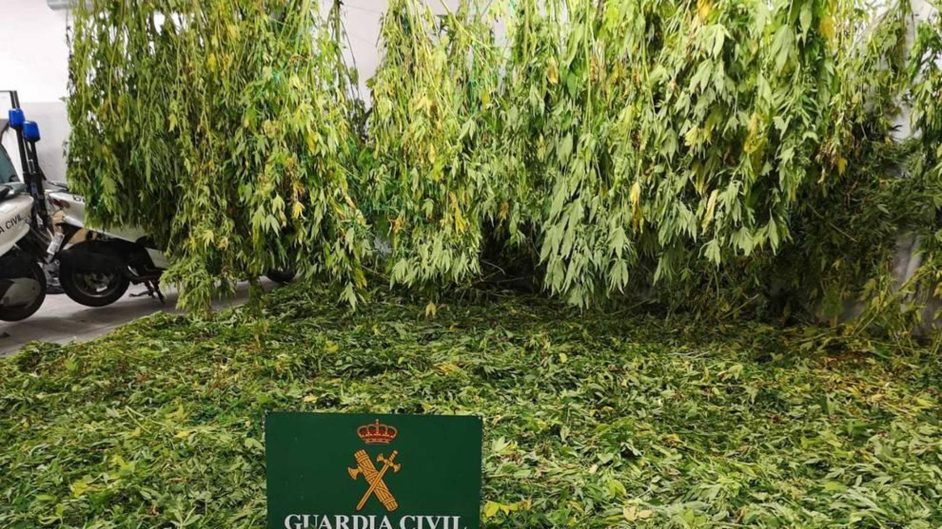 Tres detenidos en Estella por tráfico de drogas e incautadas 97 plantas de marihuana