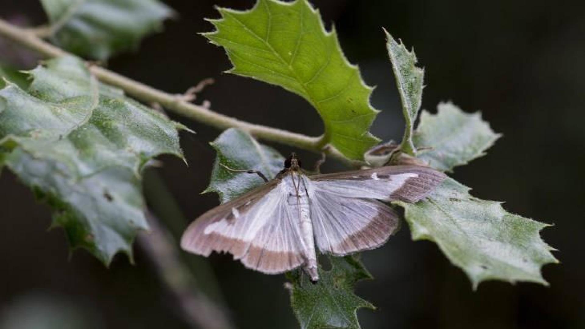 Una polilla invasora asiática causa estragos en los bojedales de Navarra