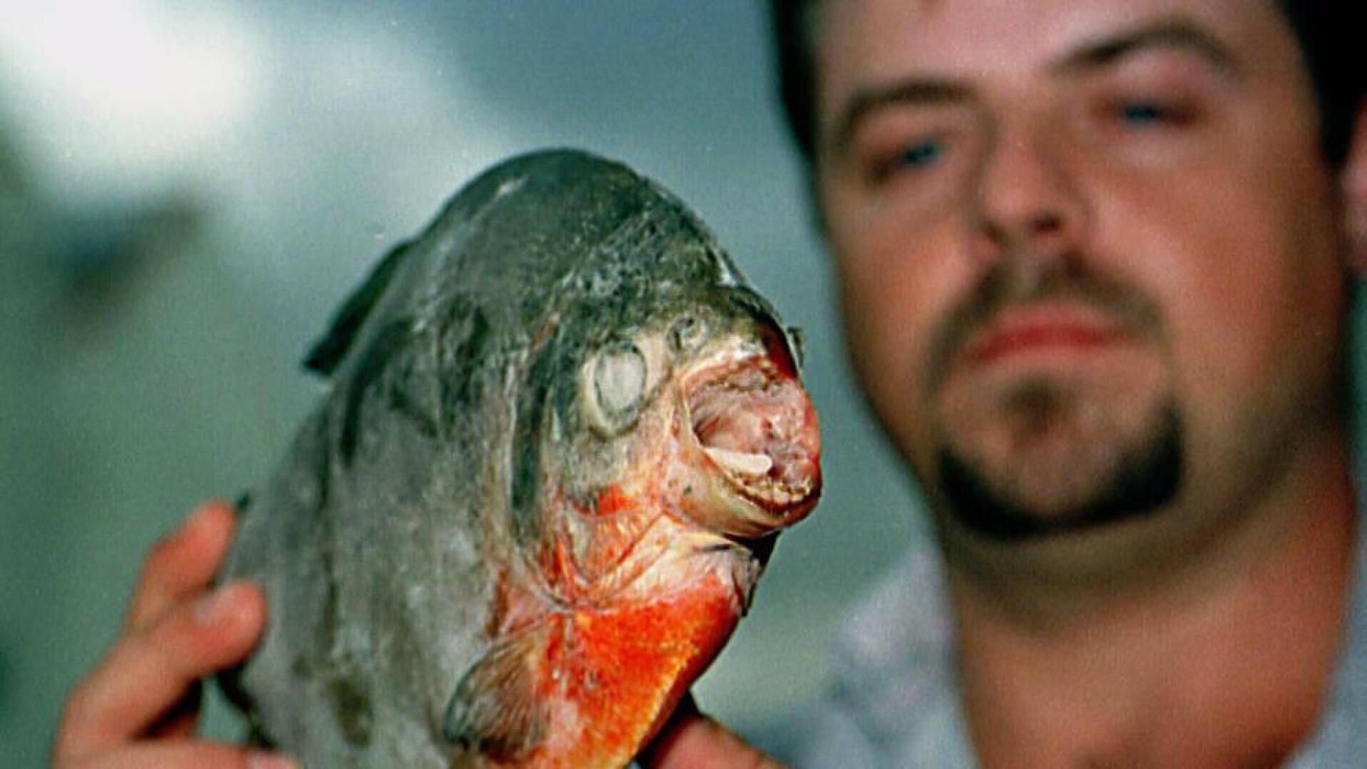 Descubren restos de un ancestro de la piraña de hace 150 millones de años