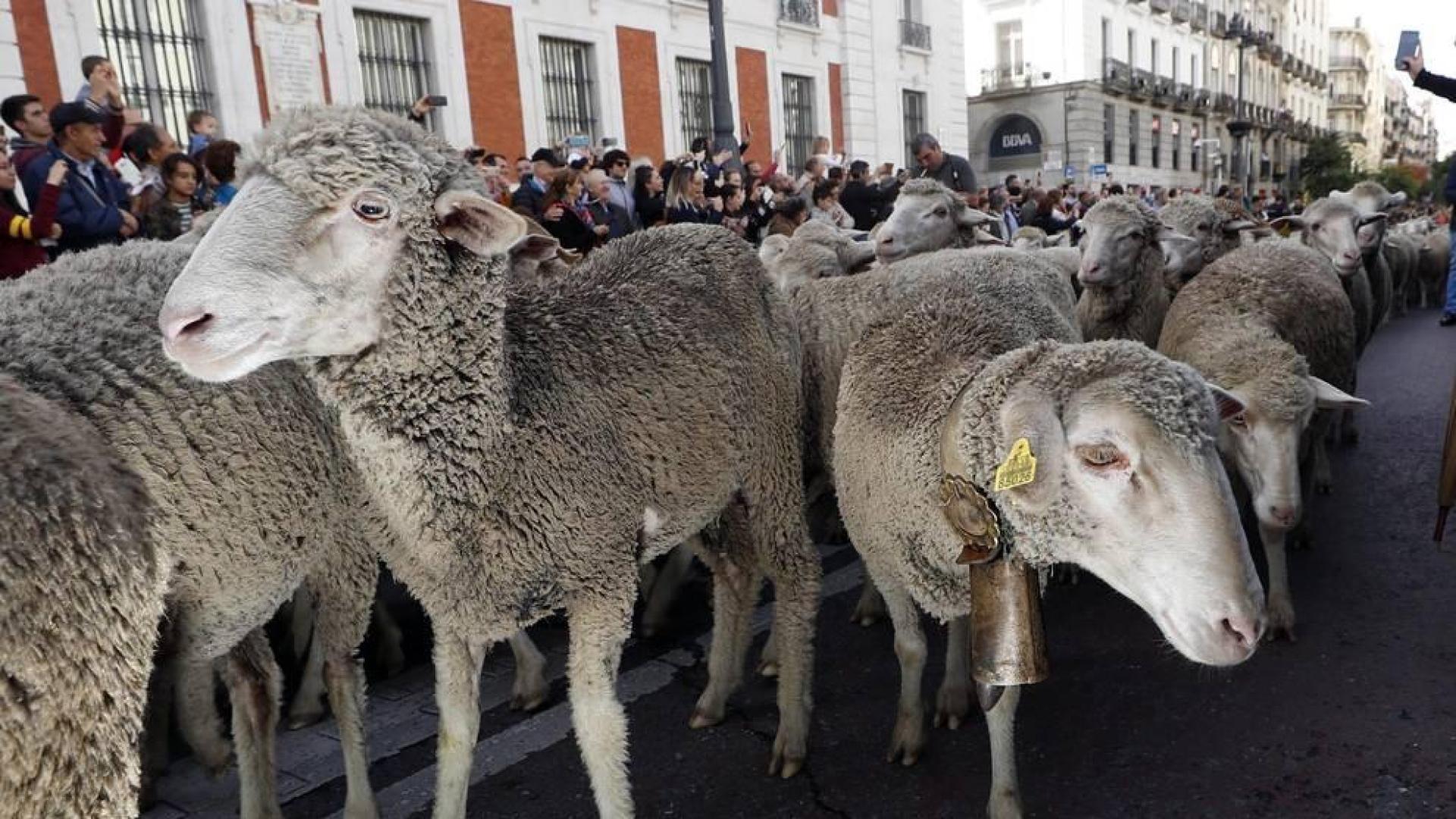 Las calles de la capital se vieron invadidas por las ovejas merinas con motivo de la Fiesta de la Trashumancia a la que acudió la alcaldesa, Manuela Carmena.