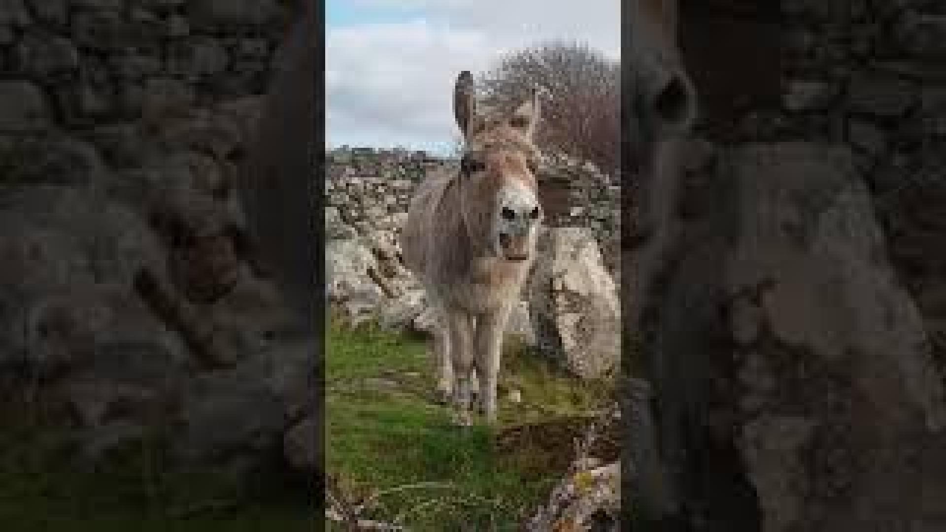 La burra irlandesa Harriet "canta ópera"
