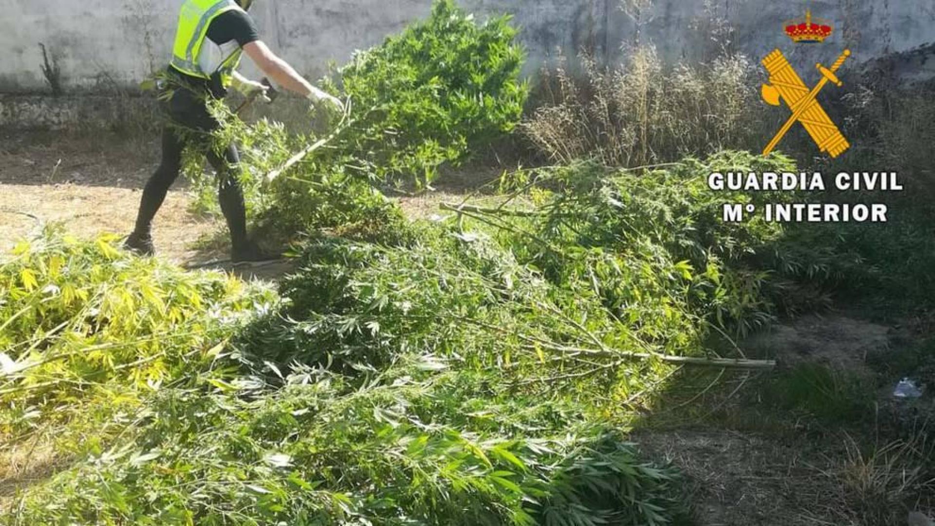 La Guardia Civil se incauta de 40 kilos de marihuana en Caparroso
