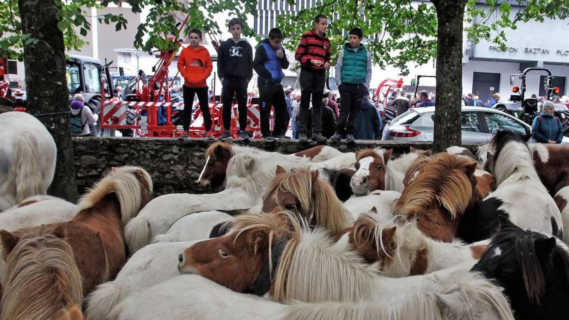 Decenas de caballos, vacas y ovejas, en la Feria de Elizondo