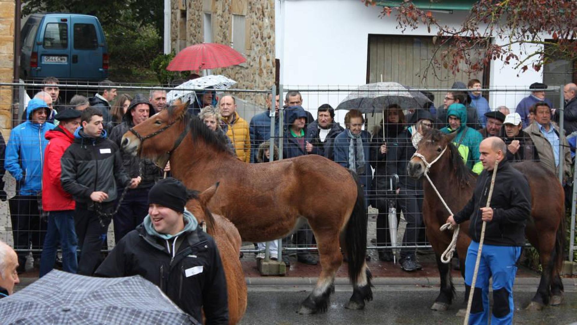 El ganado caballar se adueña de Alsasua