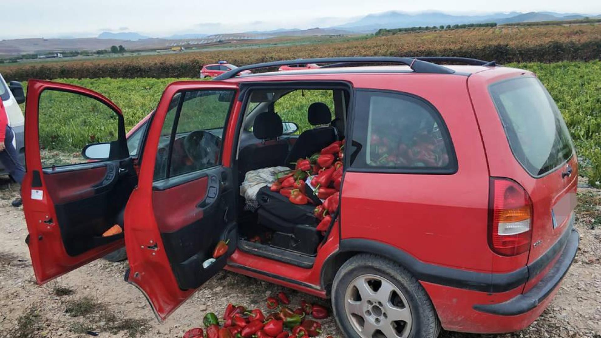 Investigadas dos riojanas por robar 400 kilos de pimiento en Viana