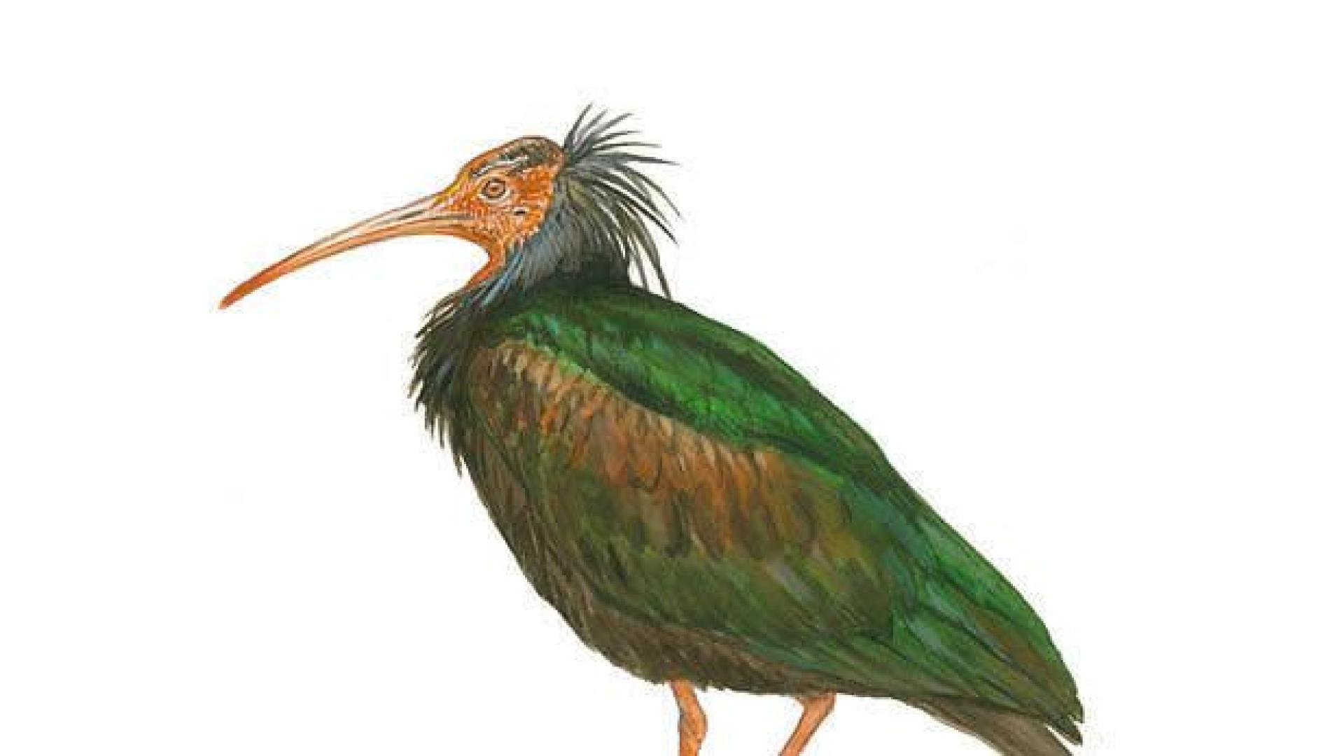 El ibis eremita se aleja de la extinción