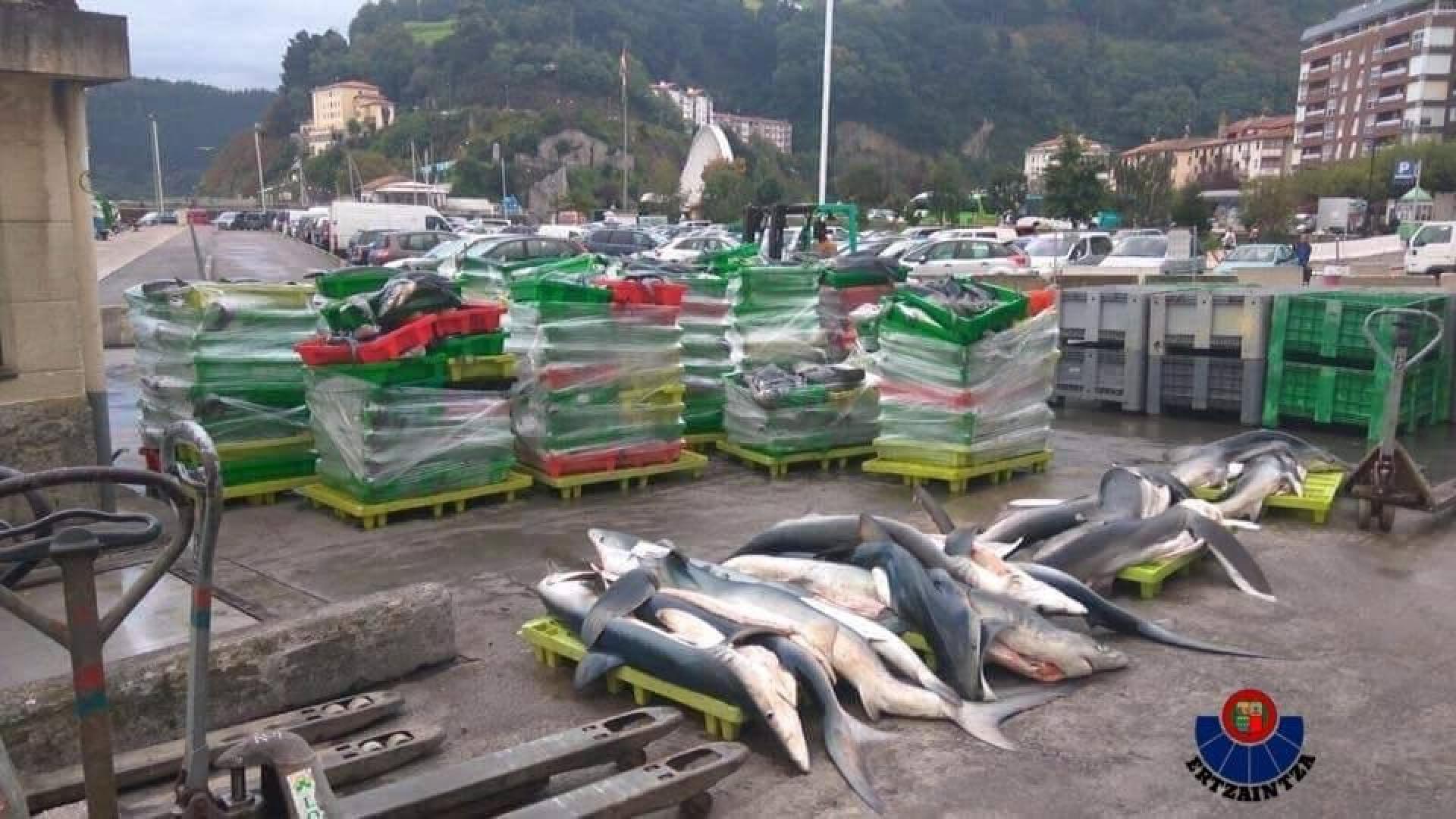 Investigan la pesca ilegal de tiburones protegidos en Ondarroa