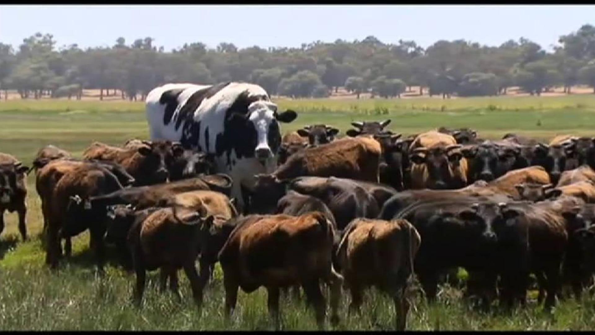 'Knickers': la vaca gigante australiana que mide casi dos metros