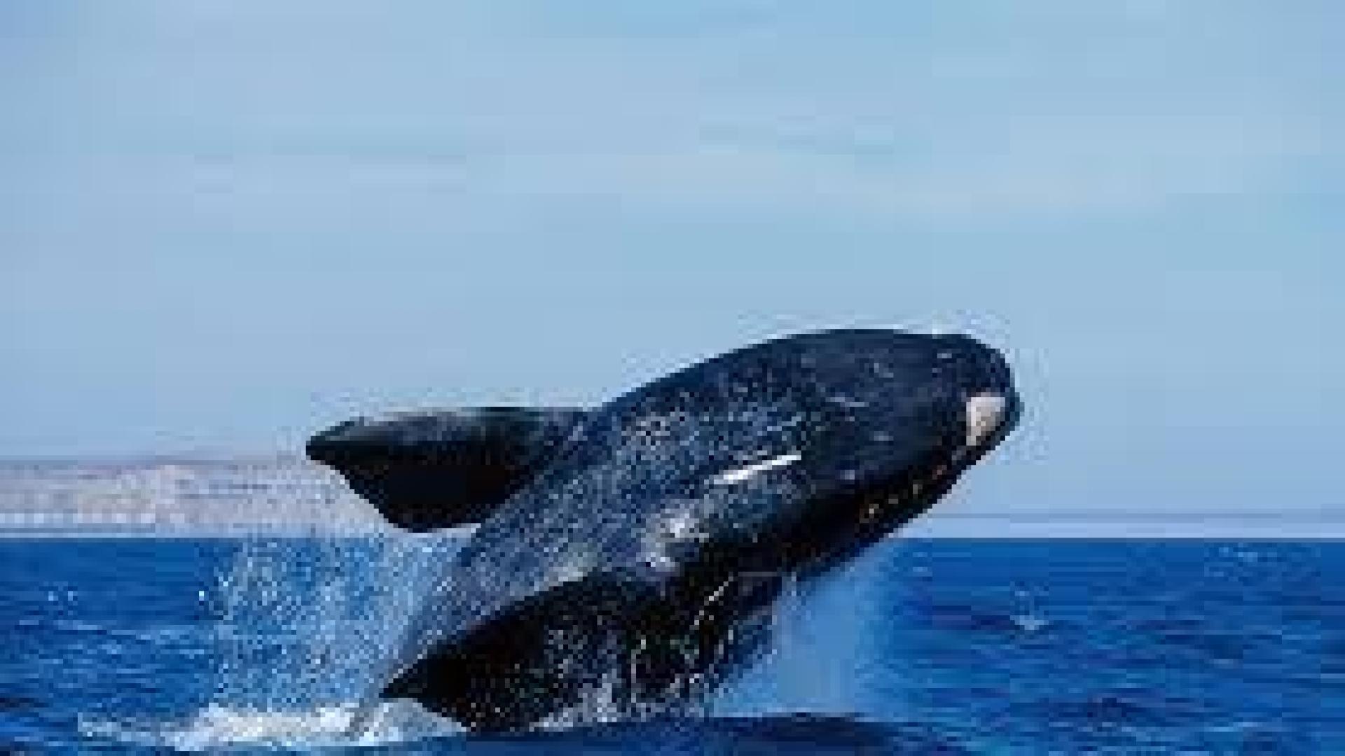 Las ballenas se juegan el tipo con la maternidad