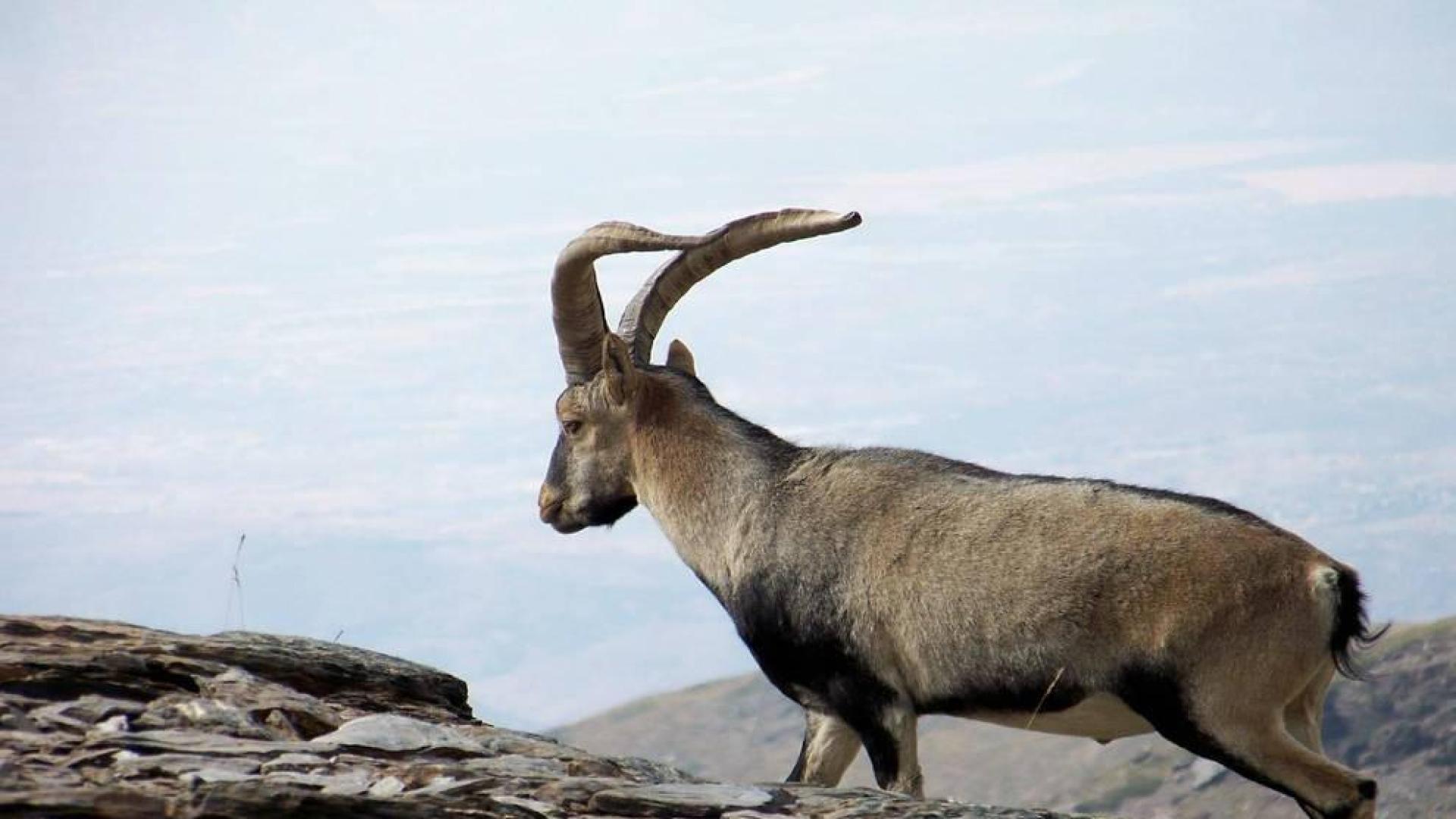 'Celia' no volverá a pisar la Tierra