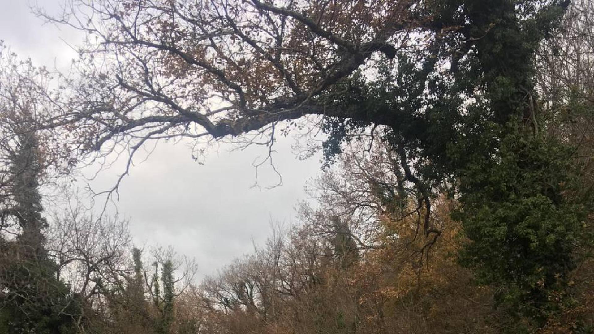 Herida una mujer al caerle una rama de un árbol en el Nacedero del Urederra