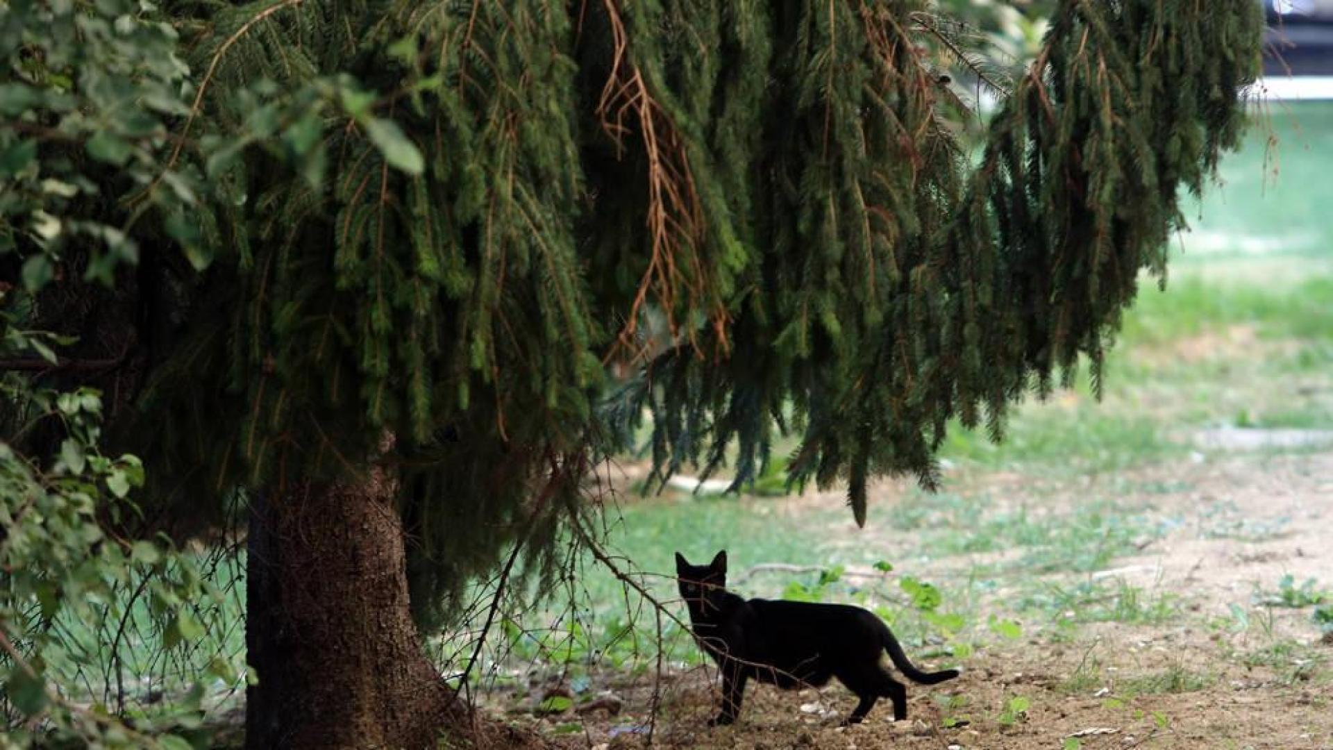La recogida de gatos en Pamplona crece un 216% respecto a los últimos 3 años