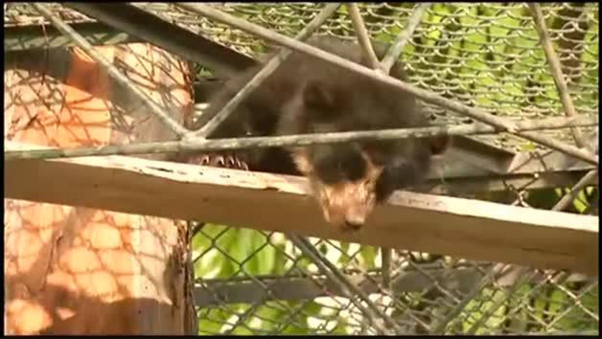 Rescate de un oso moribundo en Perú