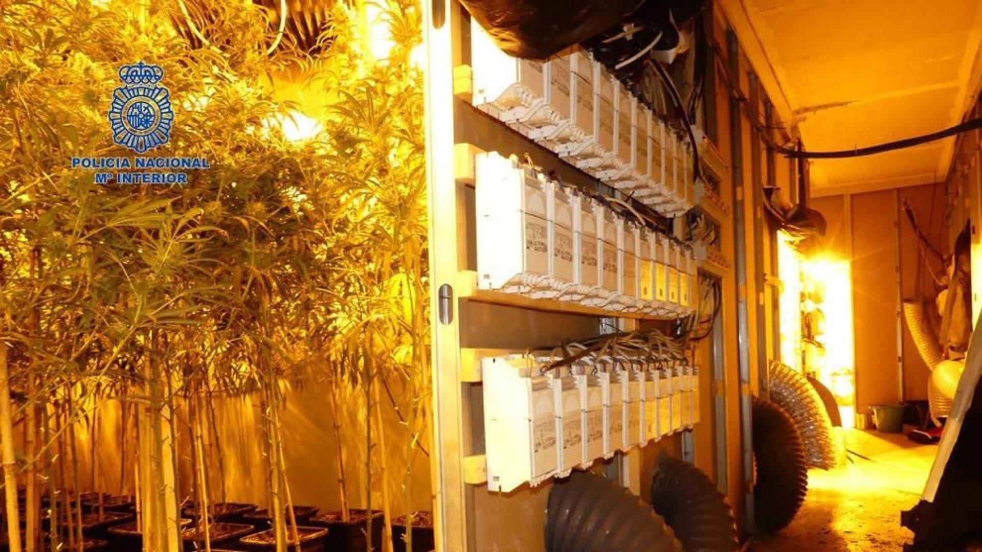 Intervenidas mil plantas de marihuana en una nave de Alaquàs, en Valencia