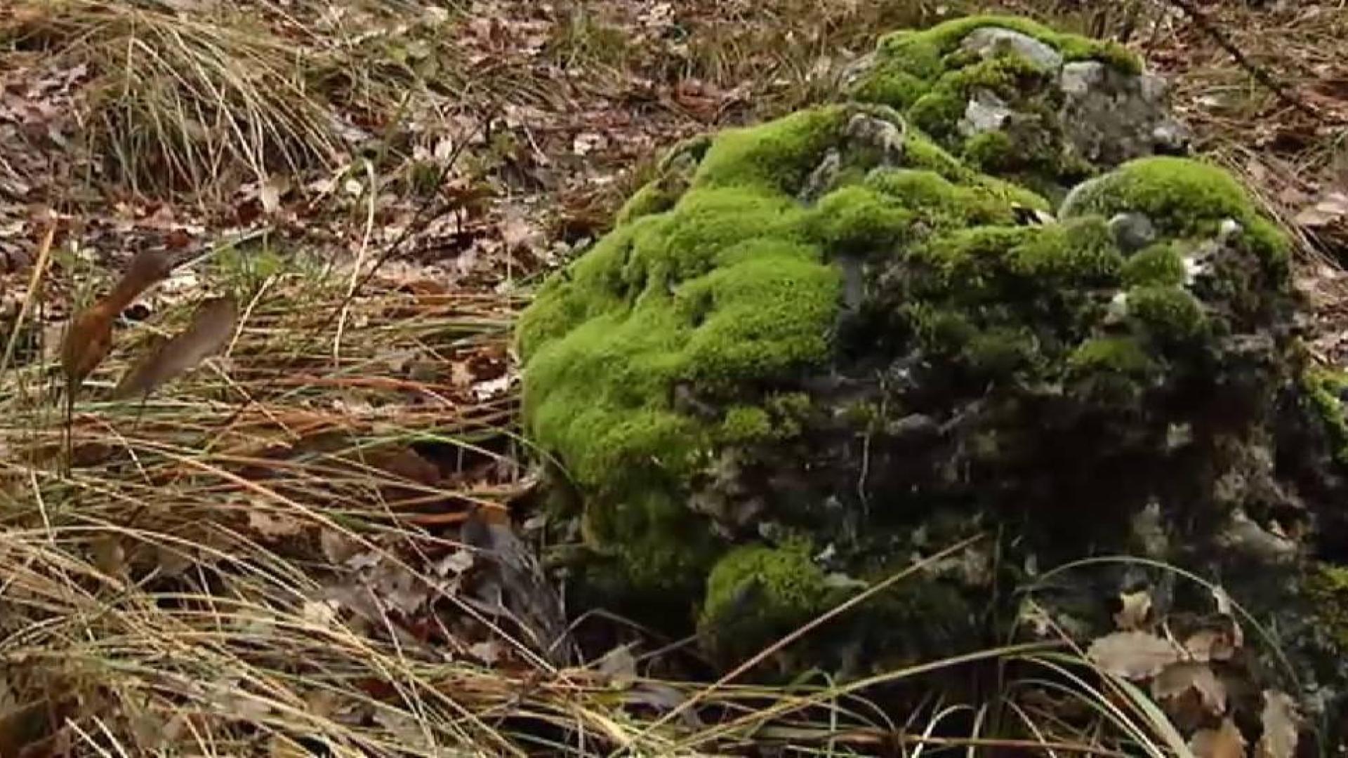 Arrancar musgo puede costar muy caro