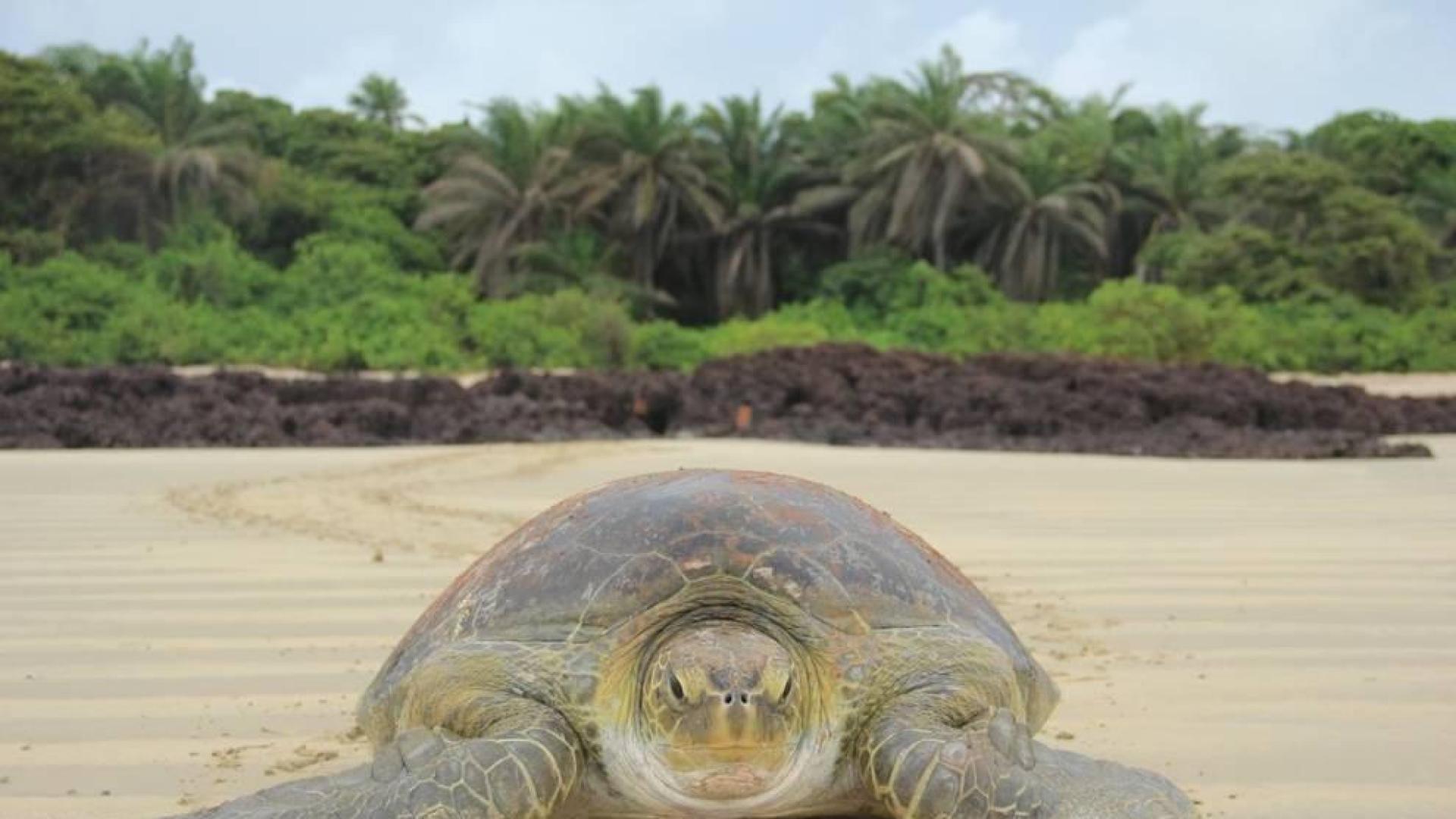 El calentamiento global provoca la feminización de las tortugas verdes